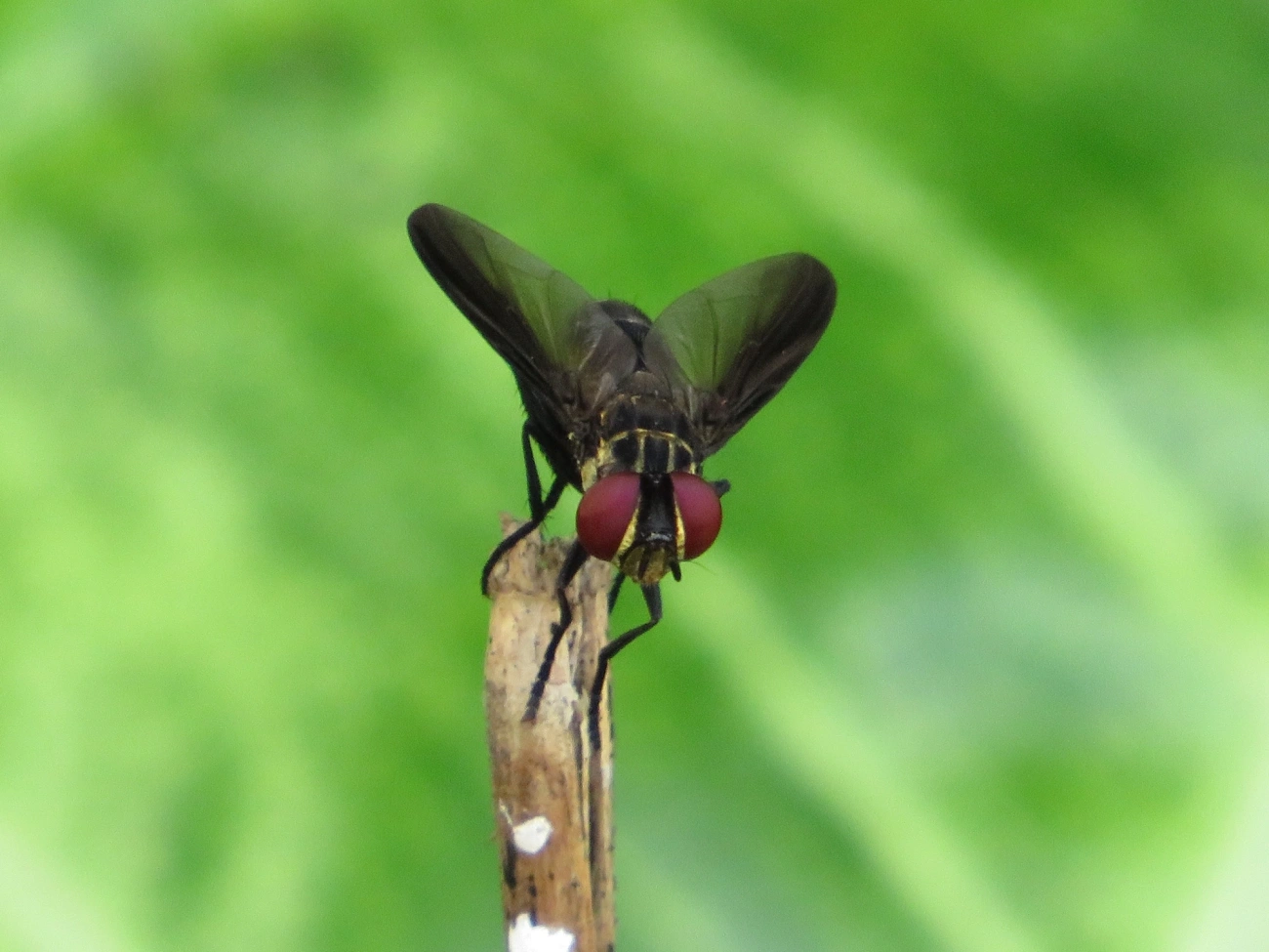 Phasiinae, insetos, fotografado em Maresias, São Sebastião