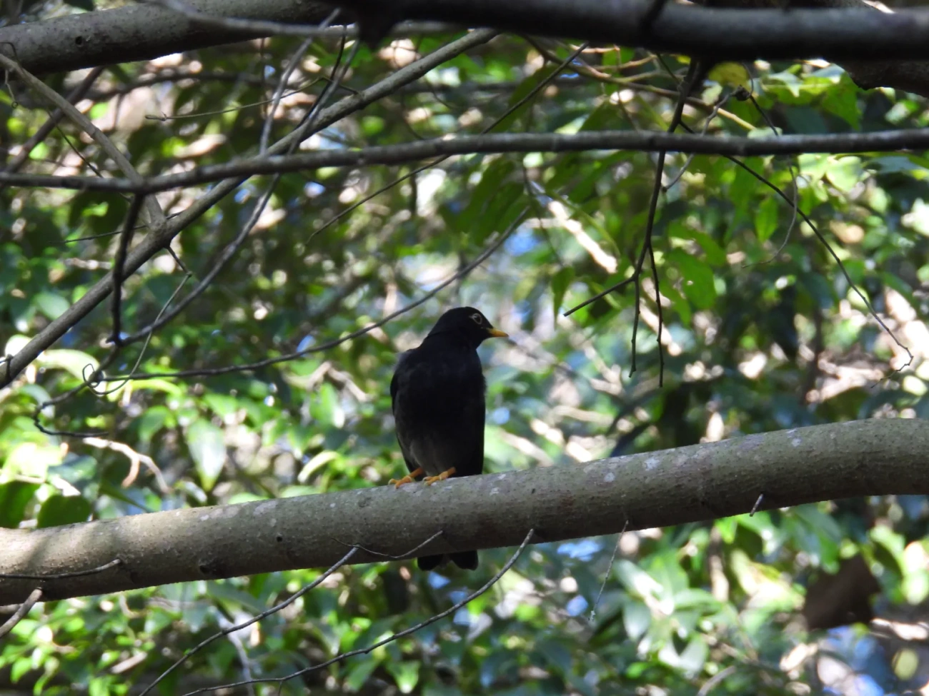 Sabiá-una (Turdus flavipes), aves, fotografado em Maresias, São Sebastião