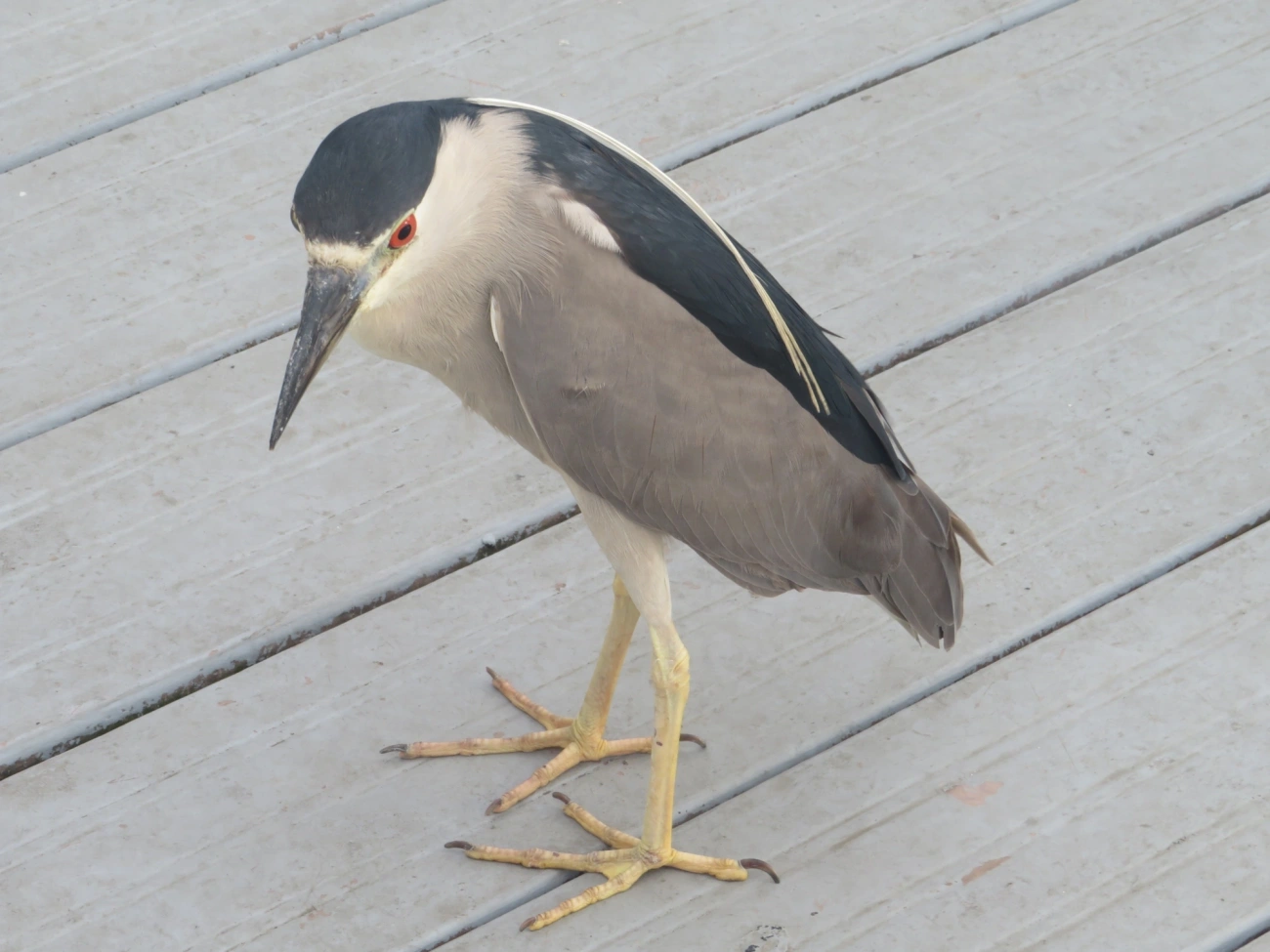 Socó-dorminhoco (Nycticorax nycticorax), aves, fotografado em Ilhabela