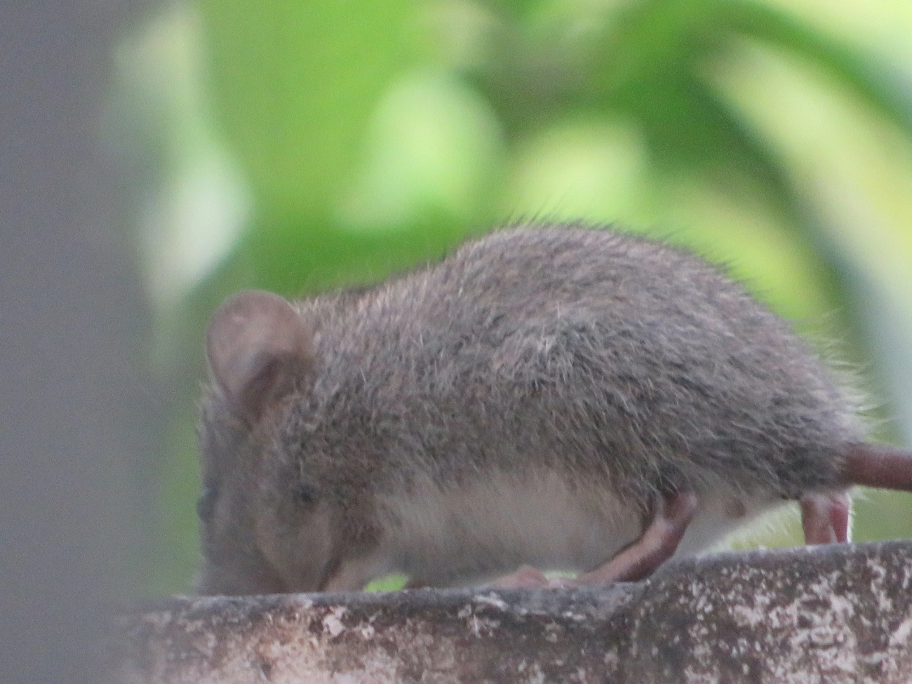 Oligoryzomys, mamíferos, fotografado em Maresias, São Sebastião