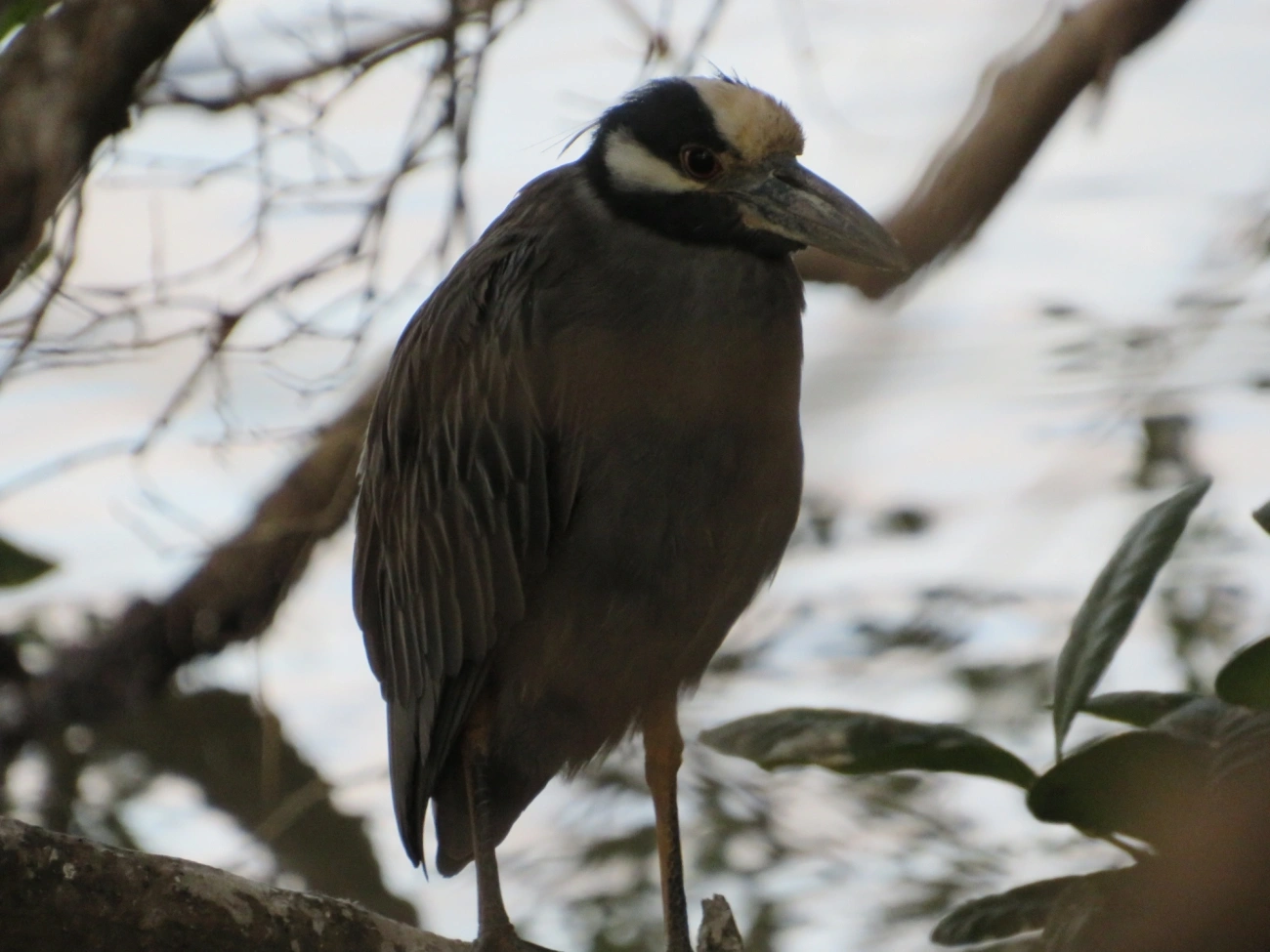 Savacu-de-coroa (Nyctanassa violacea), aves, fotografado em São Sebastião