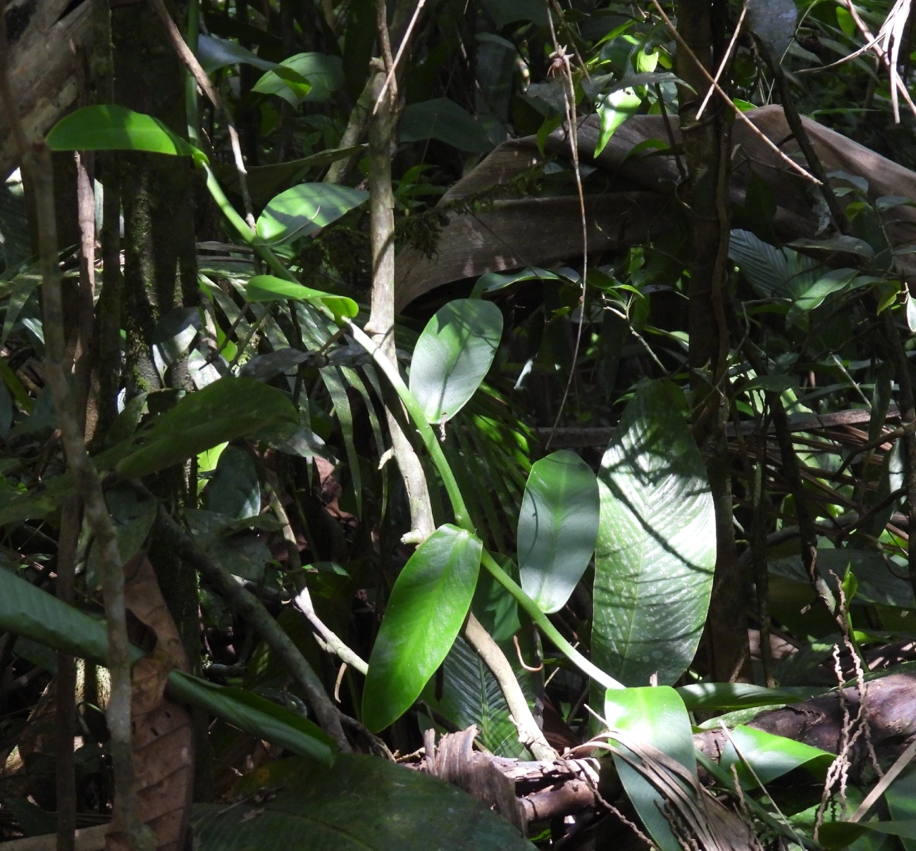 Baunilha (Vanilla), plantas, fotografado em Queluz