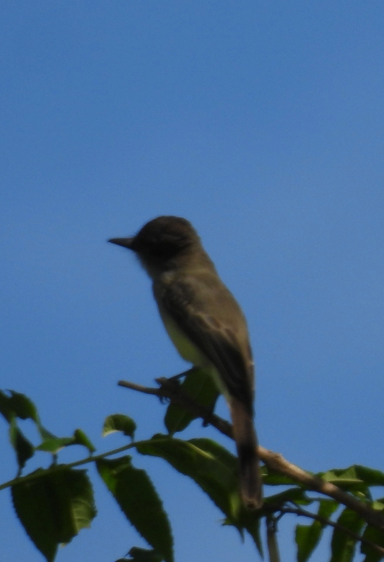 Maria-cavaleira (Myiarchus ferox), aves, fotografado em Bragança Paulista