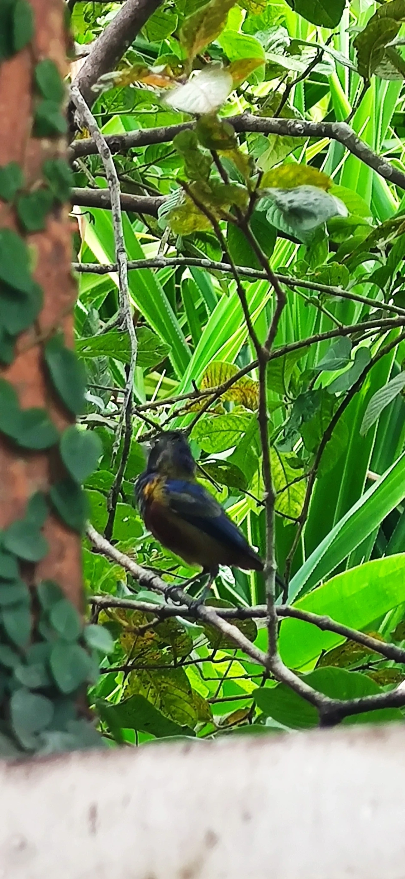 Ferro-velho (Euphonia pectoralis), aves, fotografado em Maresias, São Sebastião