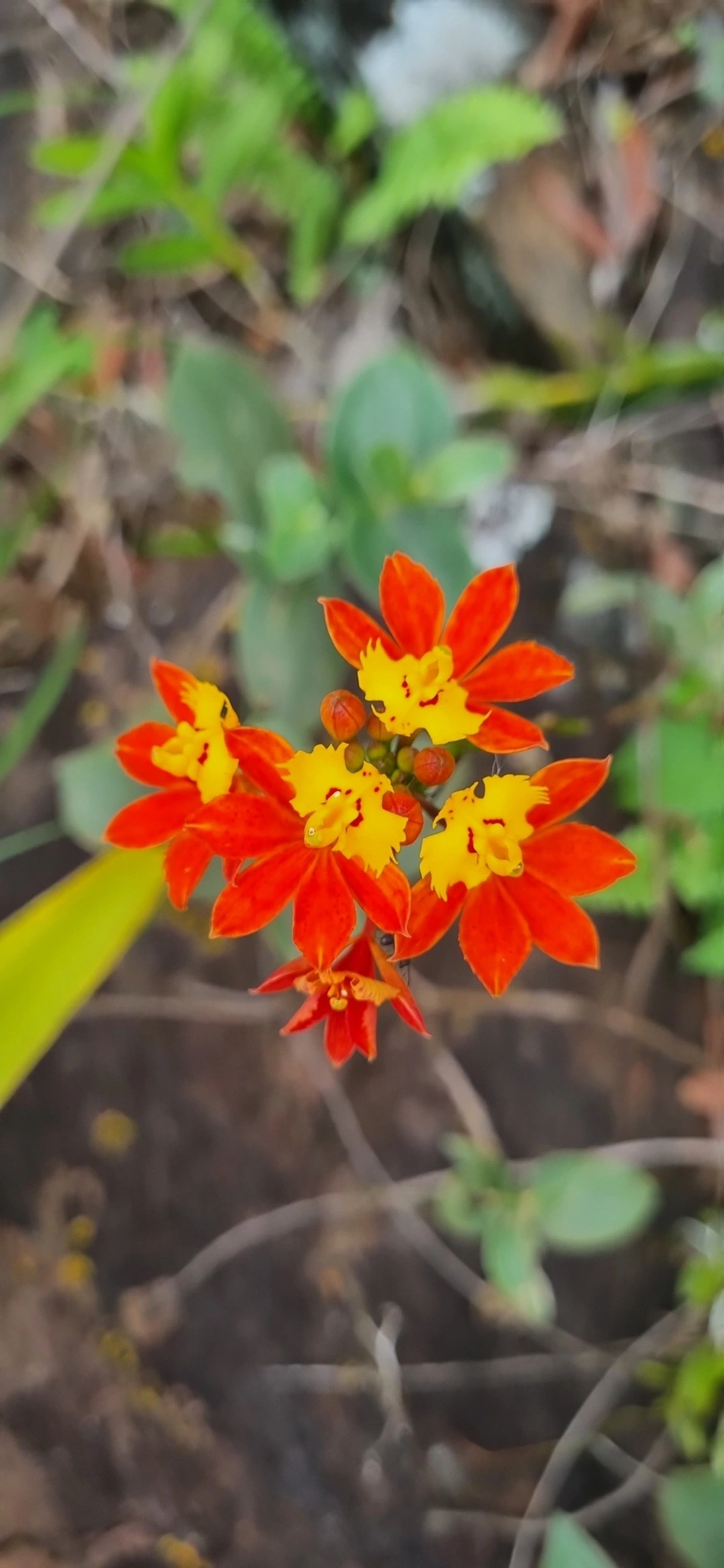 Orquídea-da-Praia (Epidendrum fulgens), plantas, fotografado em Toque-Toque Grande, São Sebastião