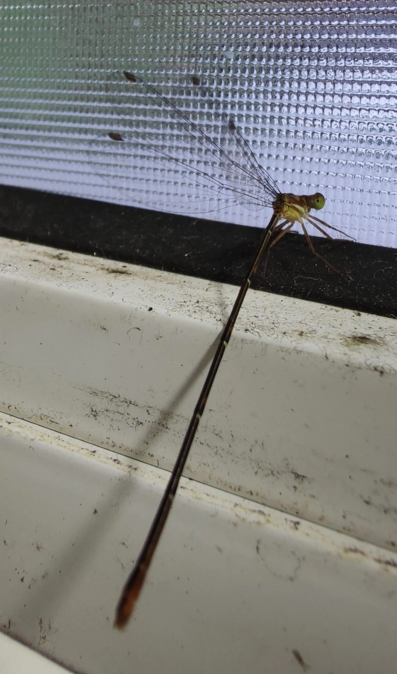 Heteragrion, insetos, fotografado em Maresias, São Sebastião