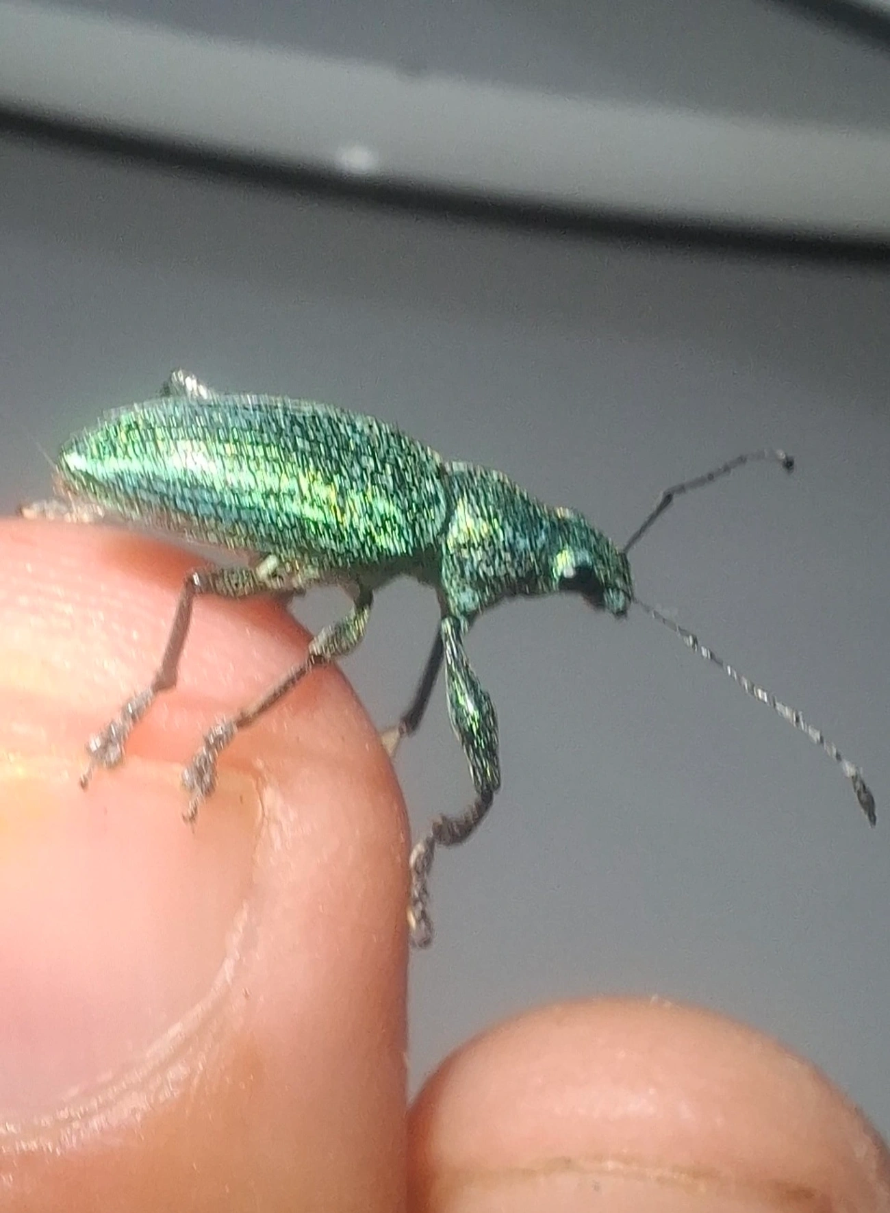 Gorgulho-de-faixa-dourada (Naupactus auricinctus), insetos, fotografado em Maresias, São Sebastião