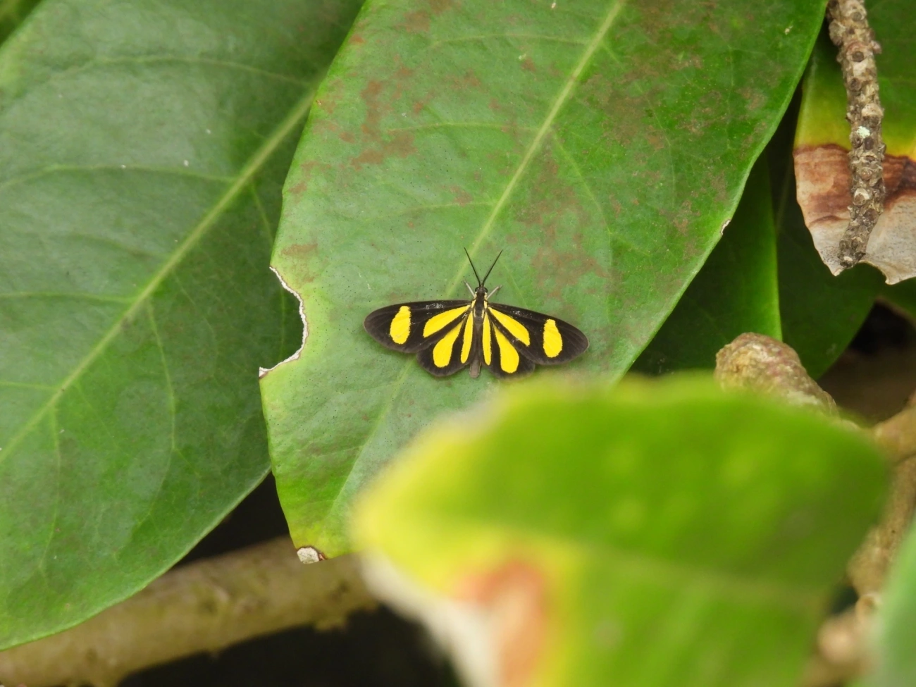 Cyllopoda claudicula, insetos, fotografado em Maresias, São Sebastião