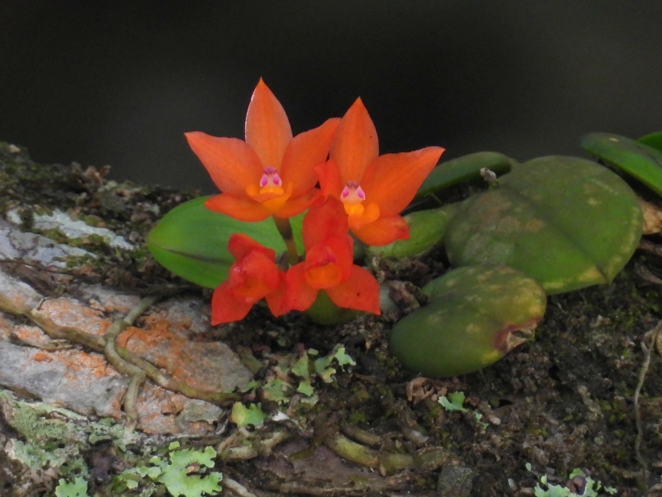 Catleia-cernua (Cattleya cernua), plantas, fotografado em Maresias, São Sebastião