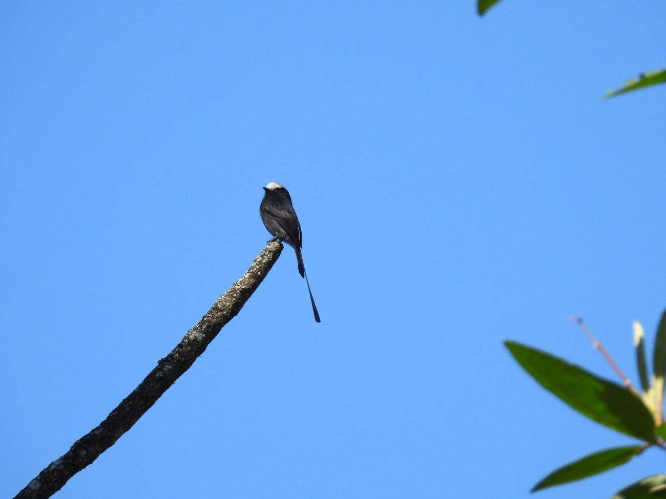 Viuvinha (Colonia colonus), aves, fotografado em Jambeiro, Itatiaia