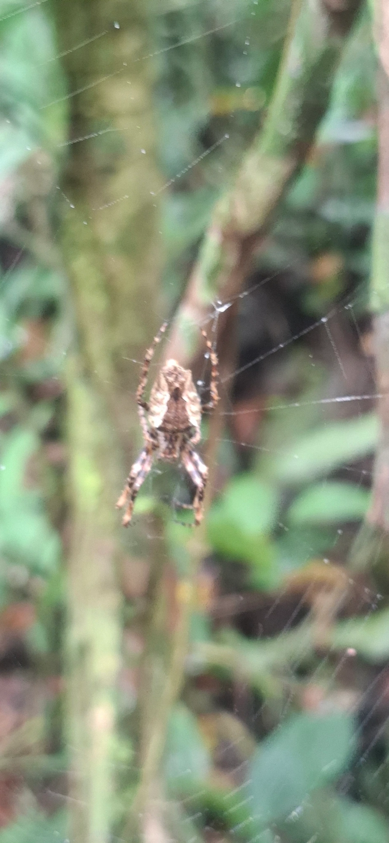 Parawixia, aracnídeos, fotografado em Maresias, São Sebastião
