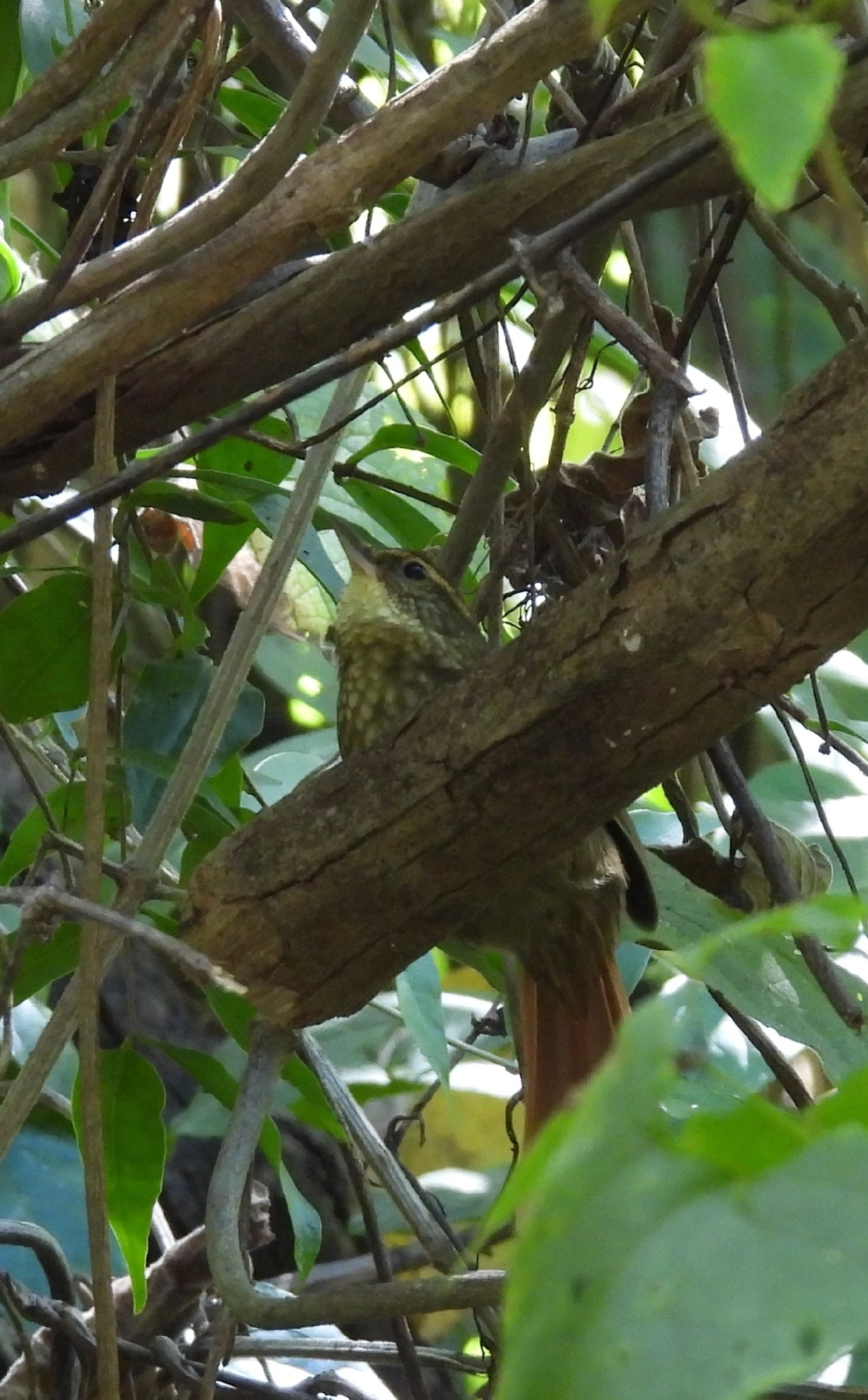 Trepador-Quiete (Syndactyla rufosuperciliata), aves, fotografado em Itamonte