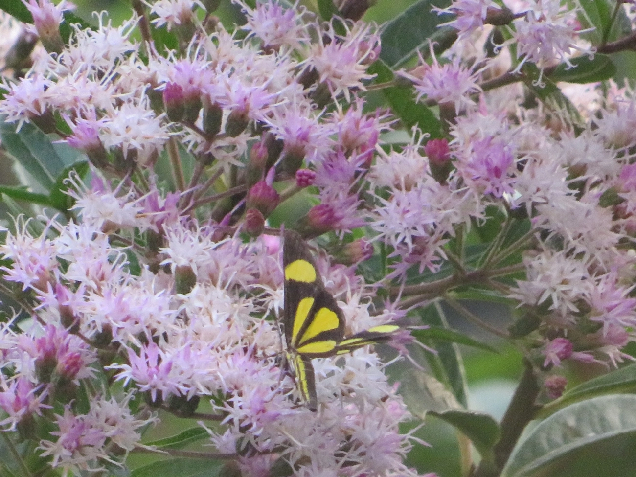 Cyllopoda claudicula, insetos, fotografado em Maresias, São Sebastião