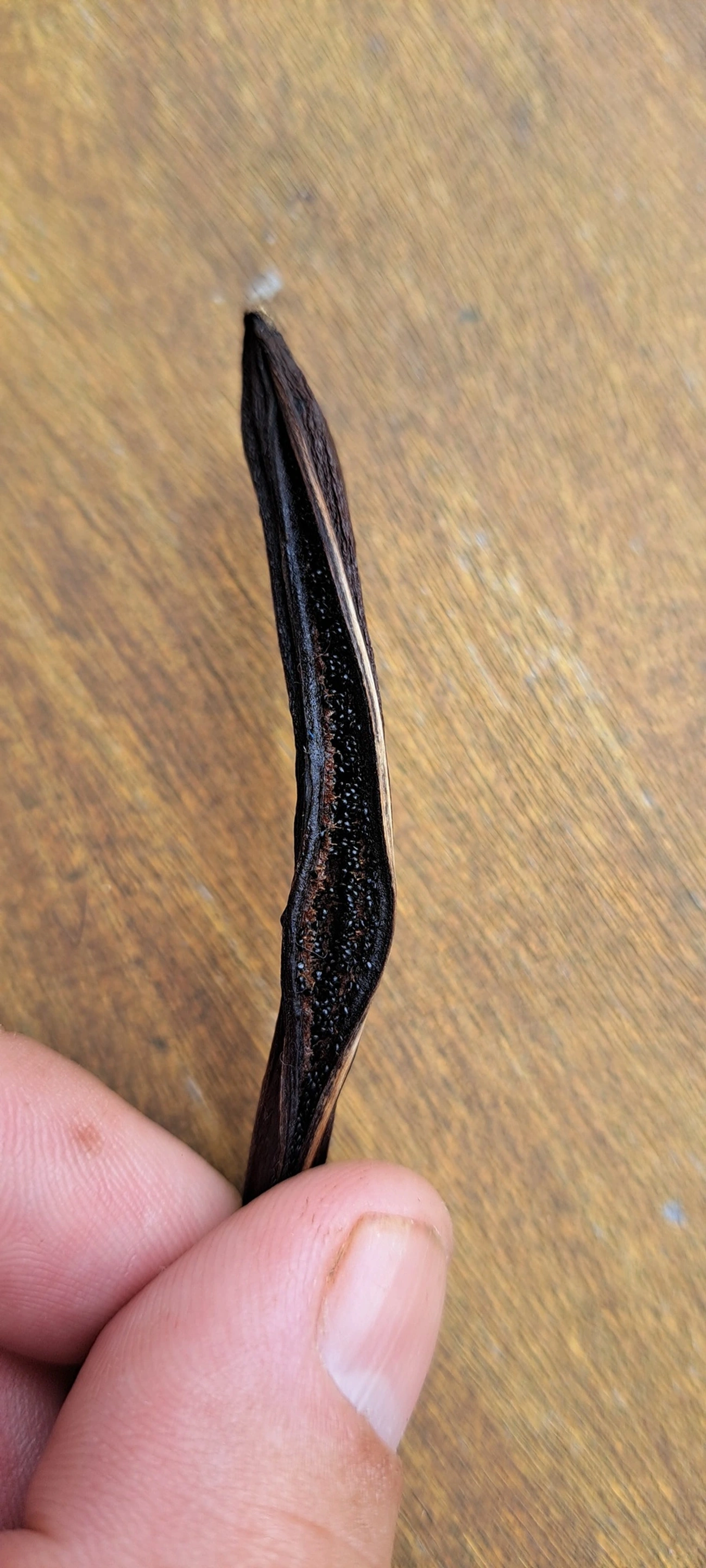 Baunilha (Vanilla arcuata), plantas, fotografado em Maresias, São Sebastião