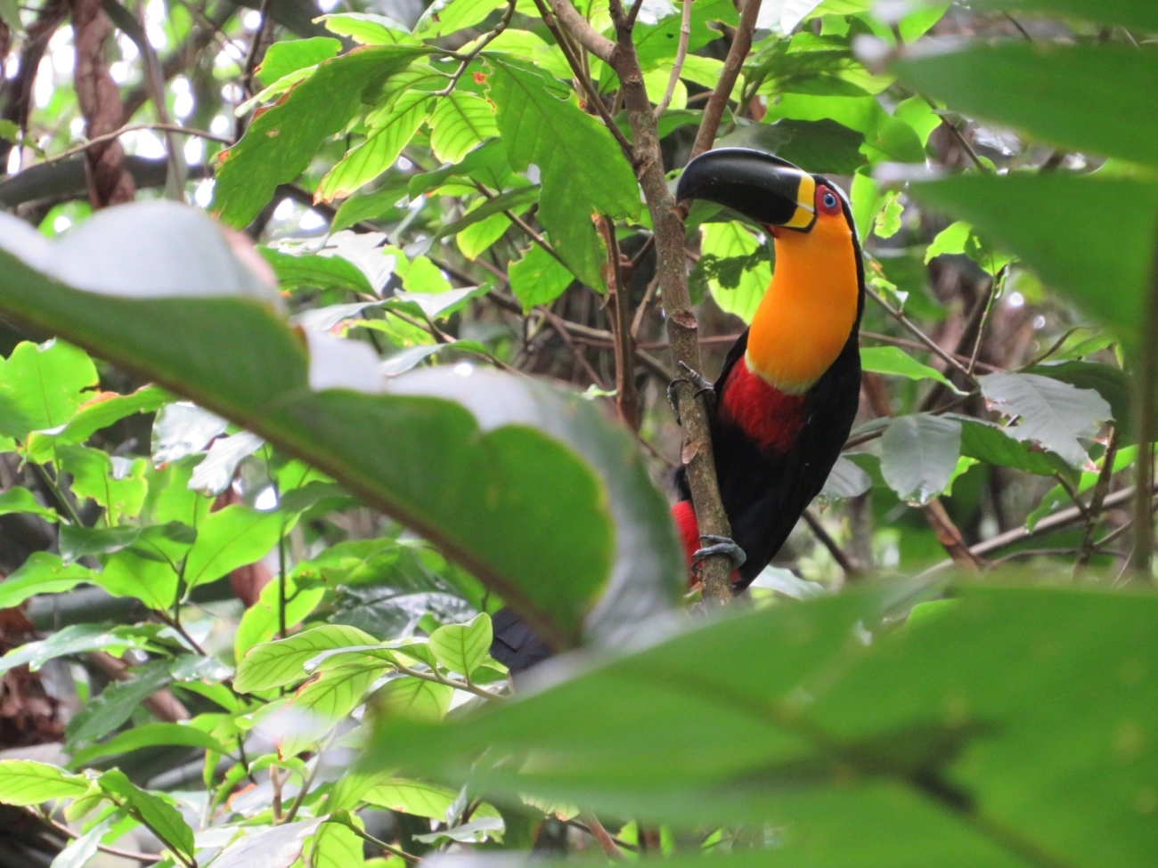 Tucano-de-ariel (Ramphastos vitellinus), aves, fotografado em São Paulo
