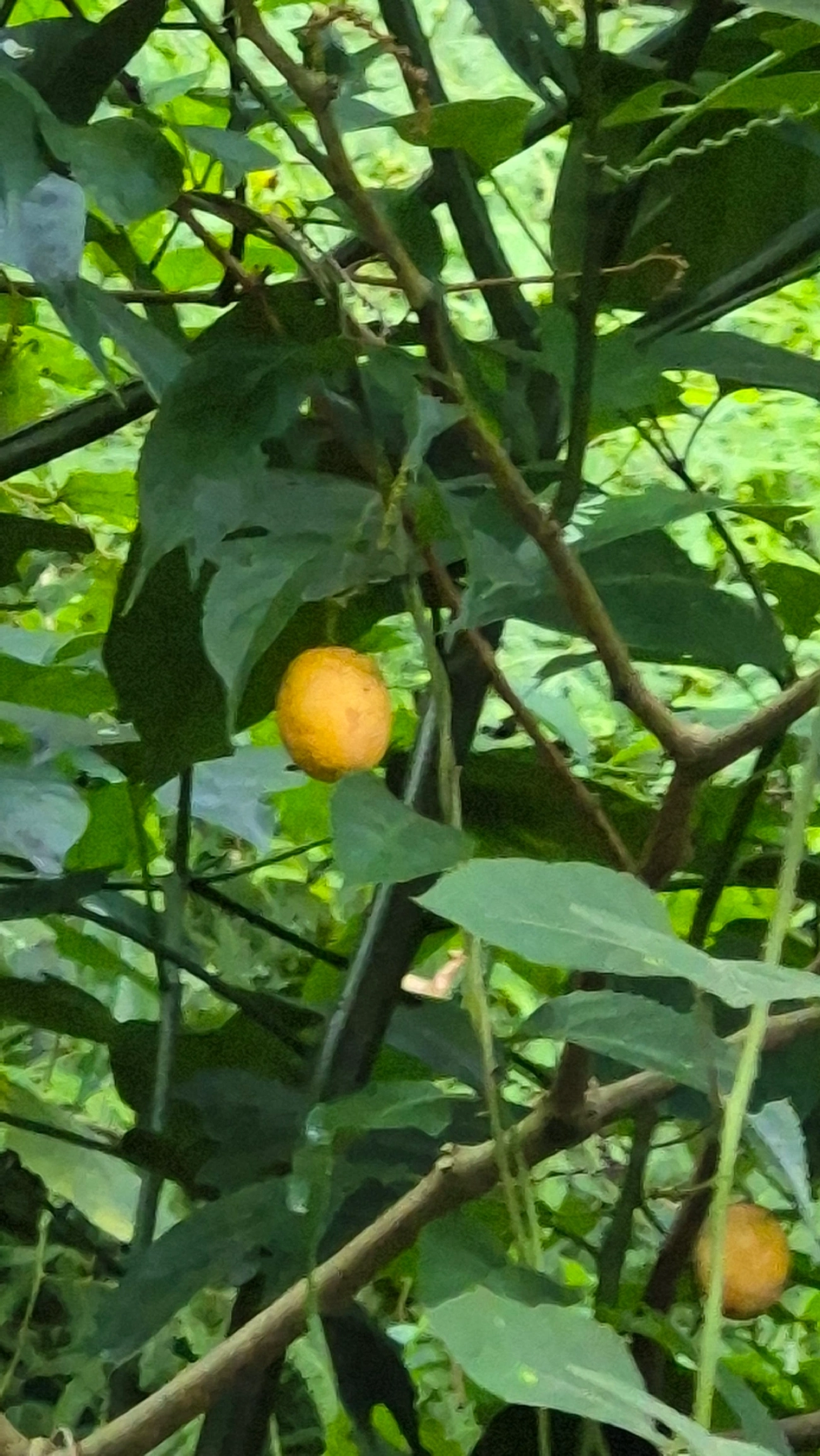 Baga-de-veado (Solanum diploconos), plantas, fotografado em São Paulo