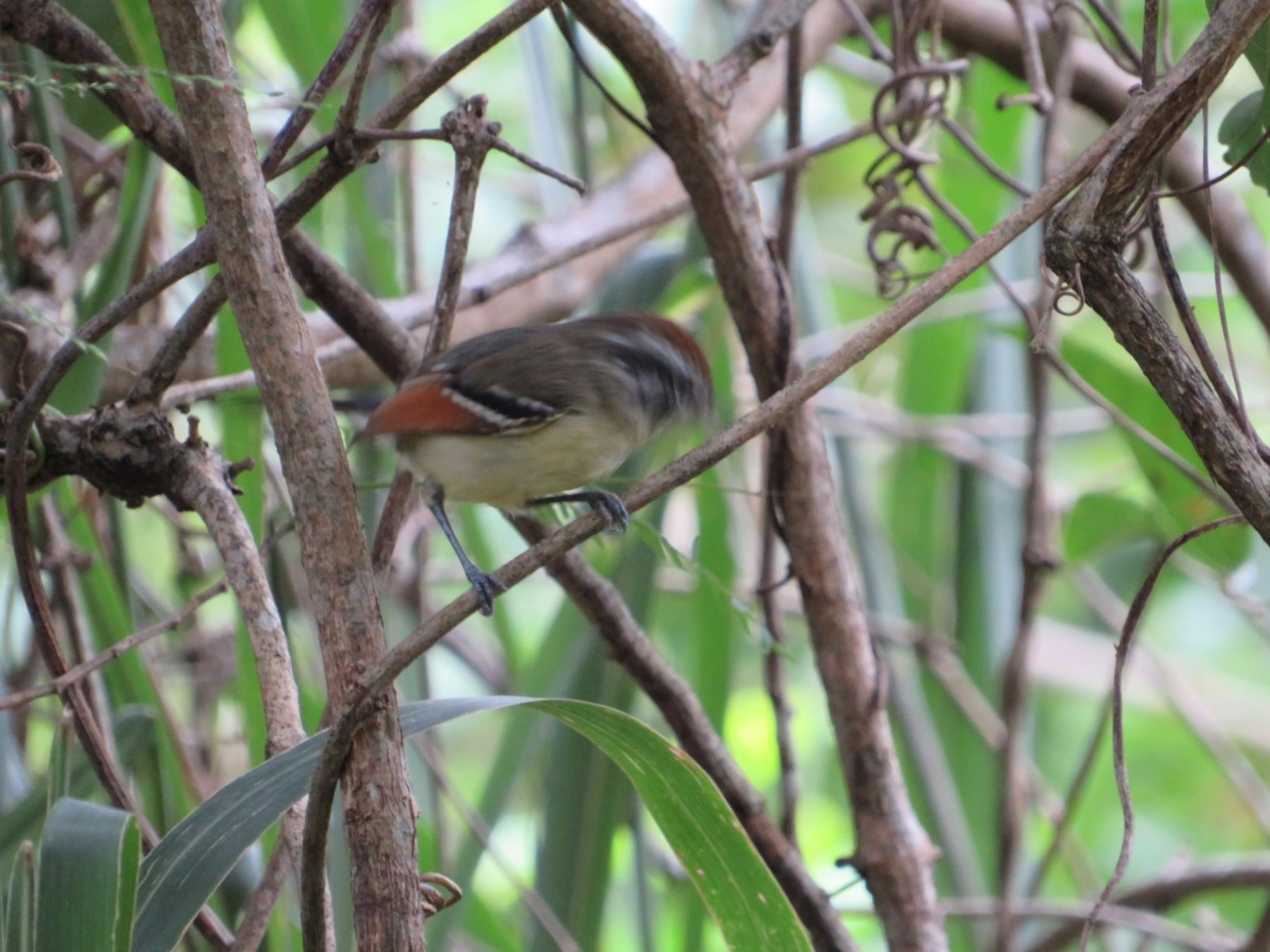 Chorozinho-de-Asa-Vermelha (Herpsilochmus rufimarginatus), aves, fotografado em Maresias, São Sebastião