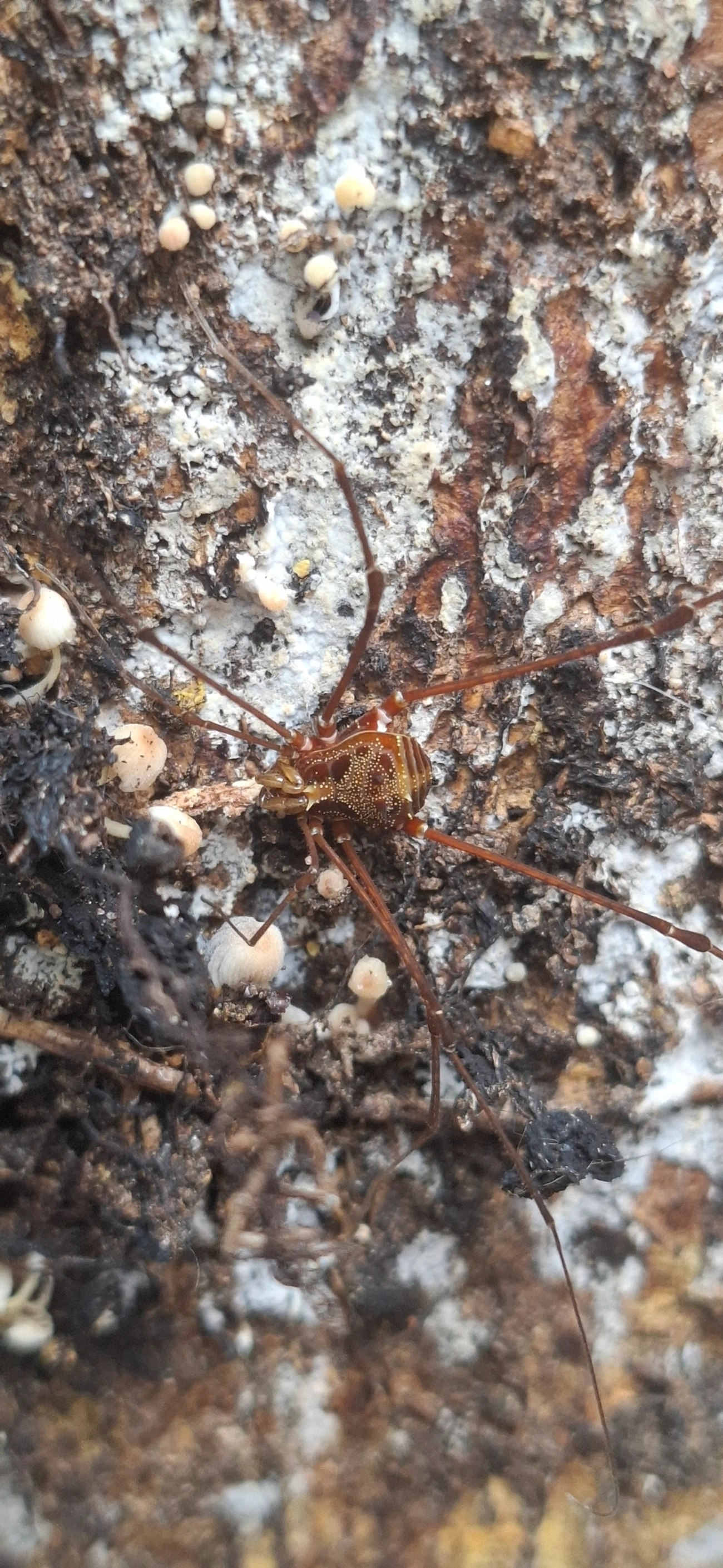 Promitobates, aracnídeos, fotografado em Maresias, São Sebastião