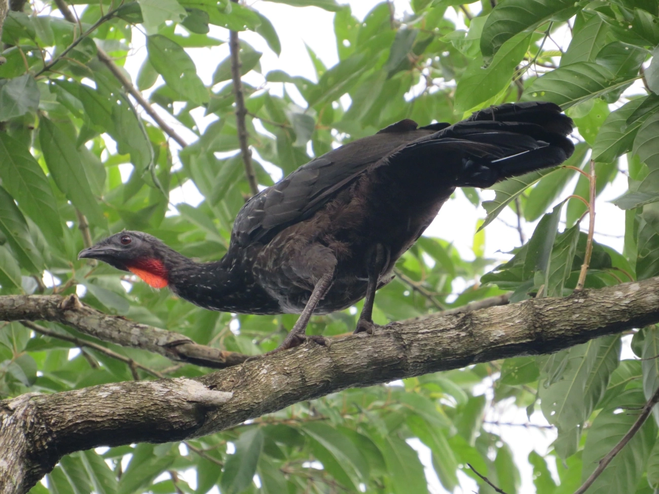 Jacuaçu (Penelope obscura), aves, fotografado em Maresias, São Sebastião