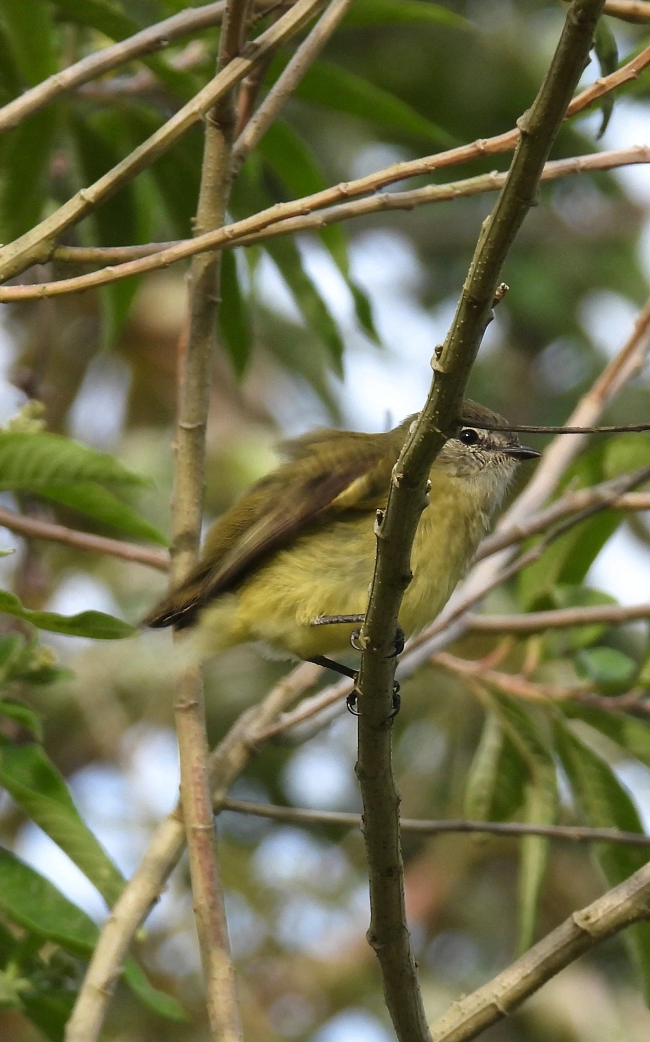 Piolhinho (Phyllomyias fasciatus), aves, fotografado em Perequê, Ilhabela