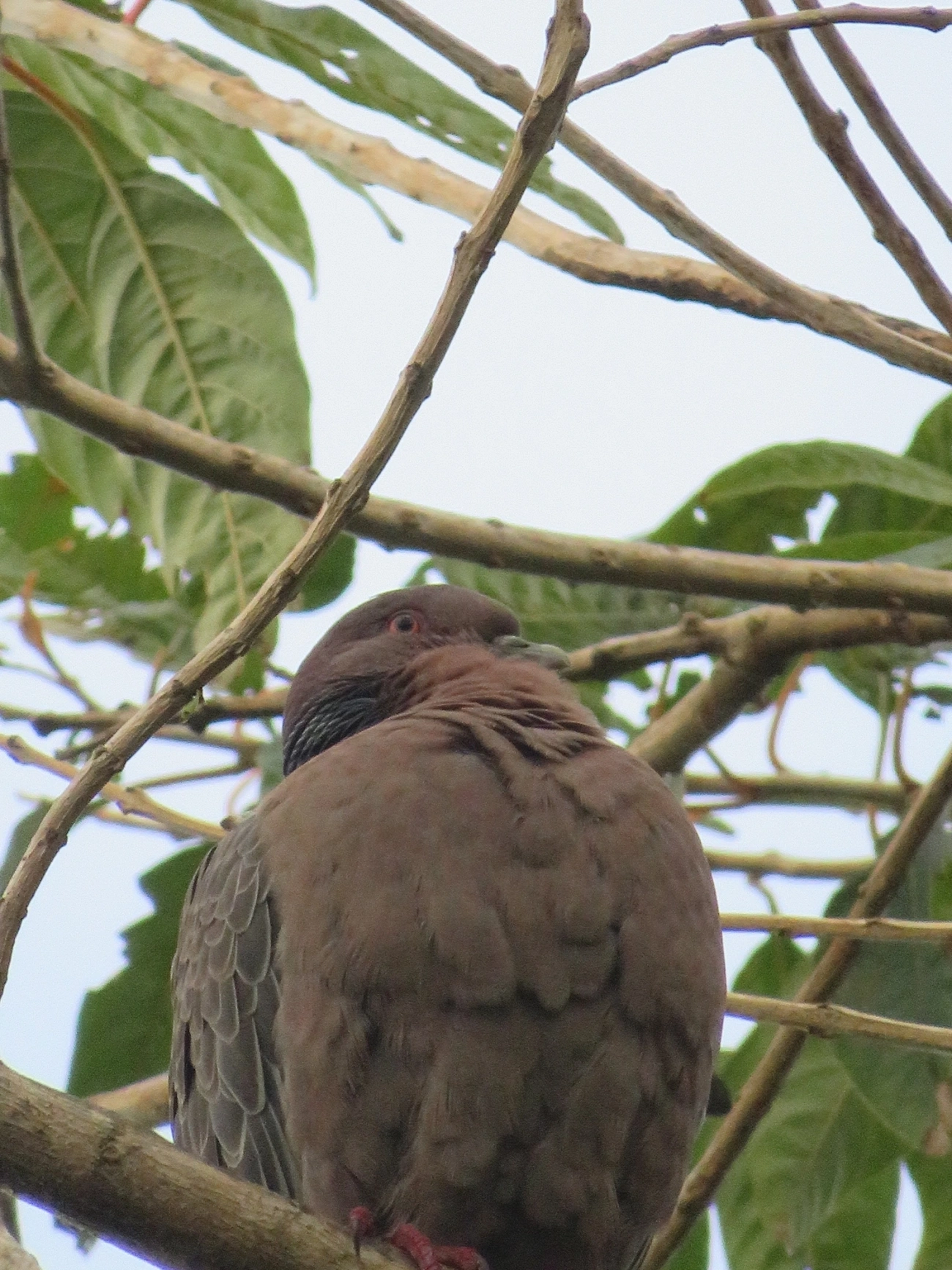 Asa-branca (Patagioenas picazuro), aves, fotografado em Maresias, São Sebastião