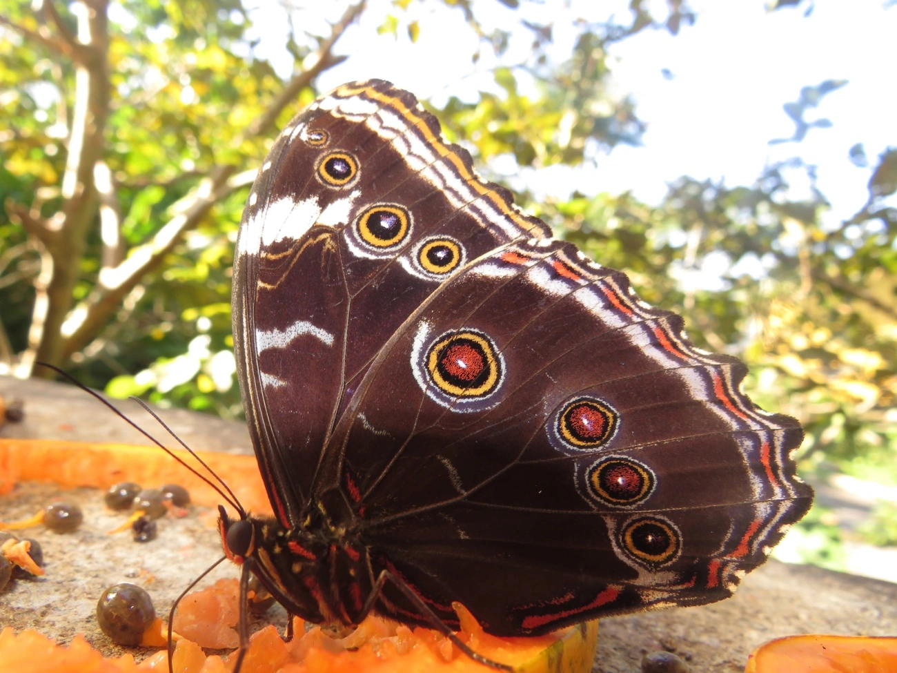 Capitão-do-mato (Morpho helenor), insetos, fotografado em Maresias, São Sebastião