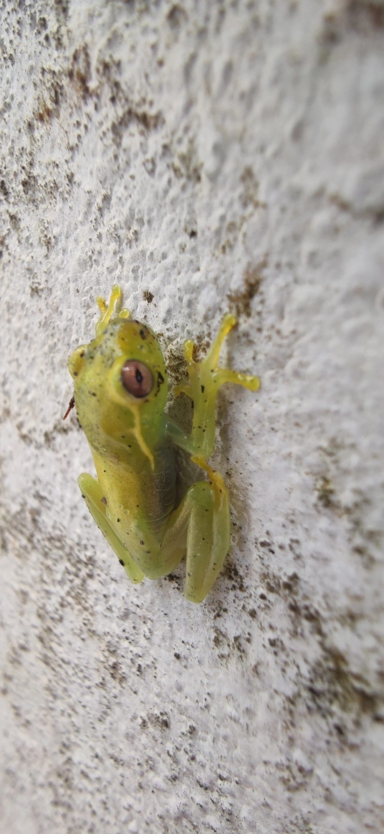 Perereca-araponga (Boana albomarginata), anfíbios, fotografado em Maresias, São Sebastião