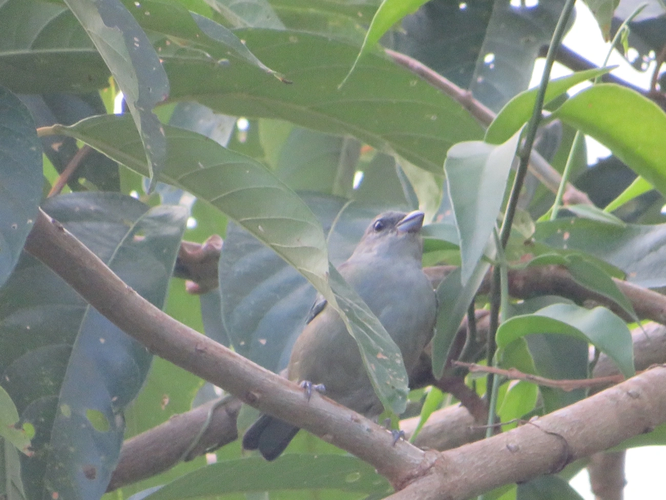 Sanhaço-cinzento (Thraupis sayaca), aves, fotografado em Maresias, São Sebastião