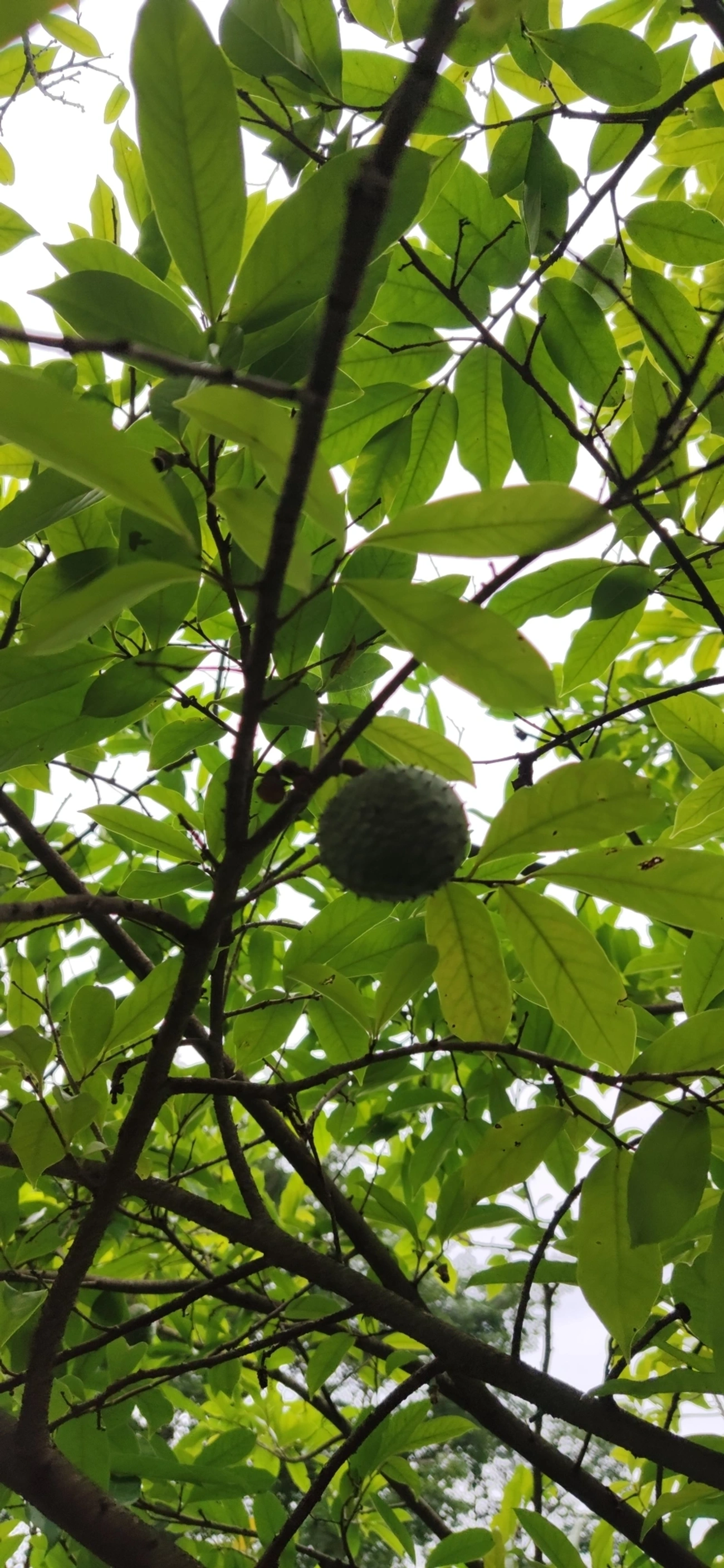 Marolo (Annona crassiflora), plantas, fotografado em Vila Santo Estevão, São Paulo