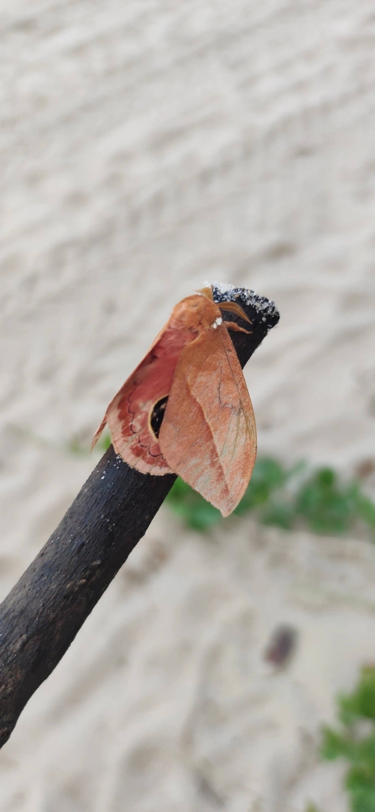 Mariposa-olho-de-coruja (Pseudautomeris brasiliensis), insetos, fotografado em Maresias, São Sebastião