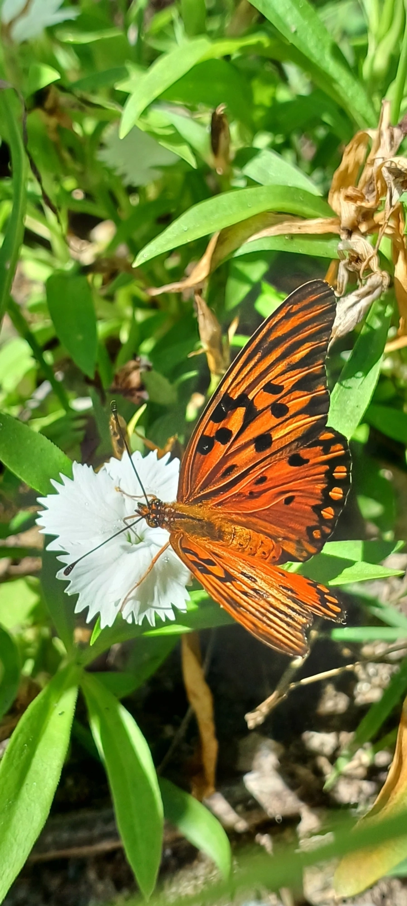 Borboleta-paixão (Dione vanillae), insetos, fotografado em Maresias, São Sebastião