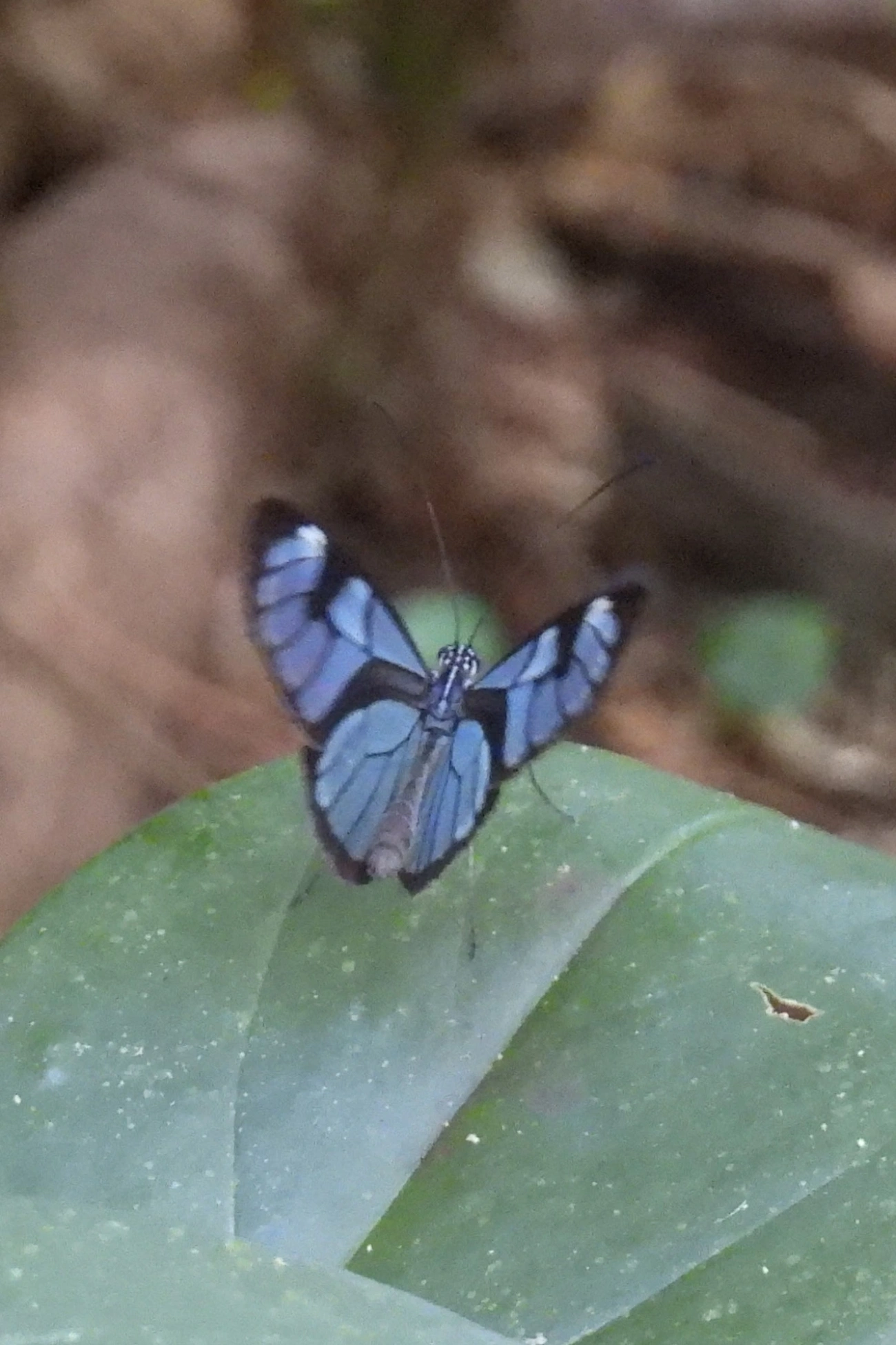Ithomia, insetos, fotografado em Maresias, São Sebastião