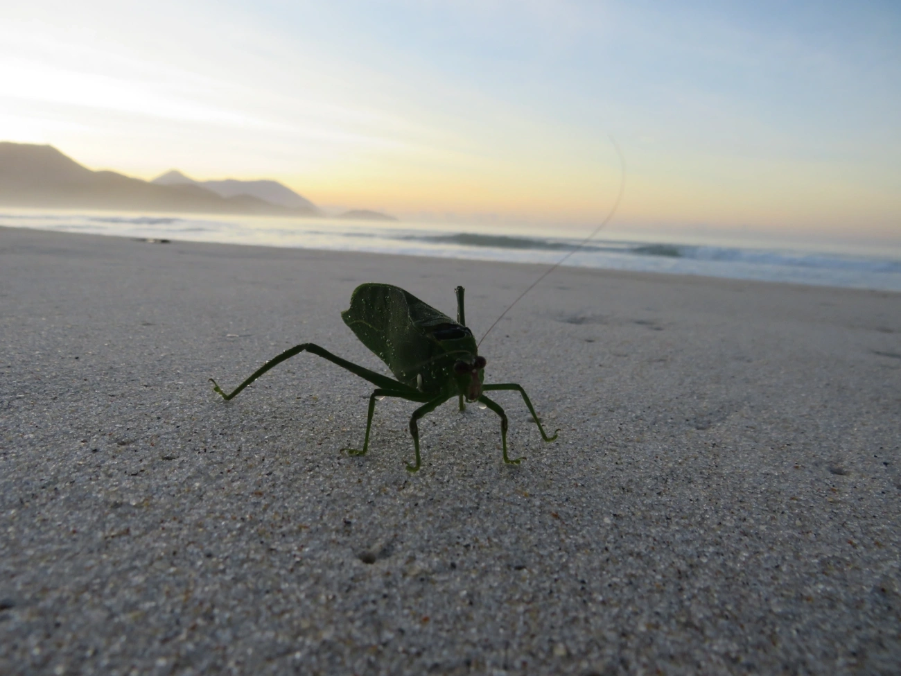 Esperança-verde (Stilpnochlora undulata), insetos, fotografado em Maresias, São Sebastião