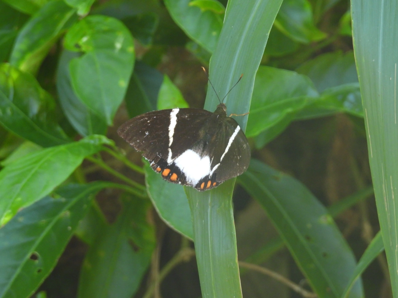 Broca-gigante-da-cana-de-açúcar (Telchin licus), insetos, fotografado em Calhetas, São Sebastião