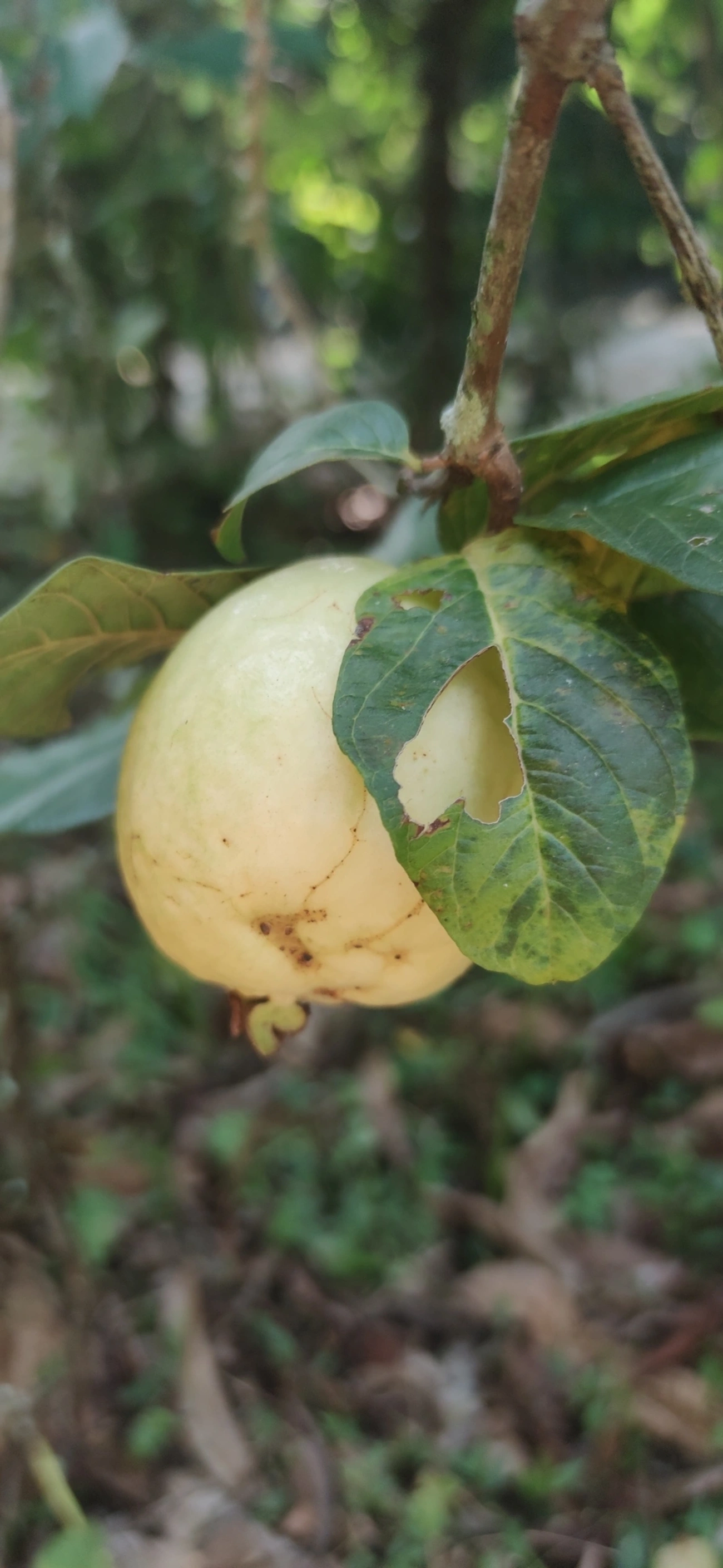 Goiabeira (Psidium guajava), plantas, fotografado em Maresias, São Sebastião