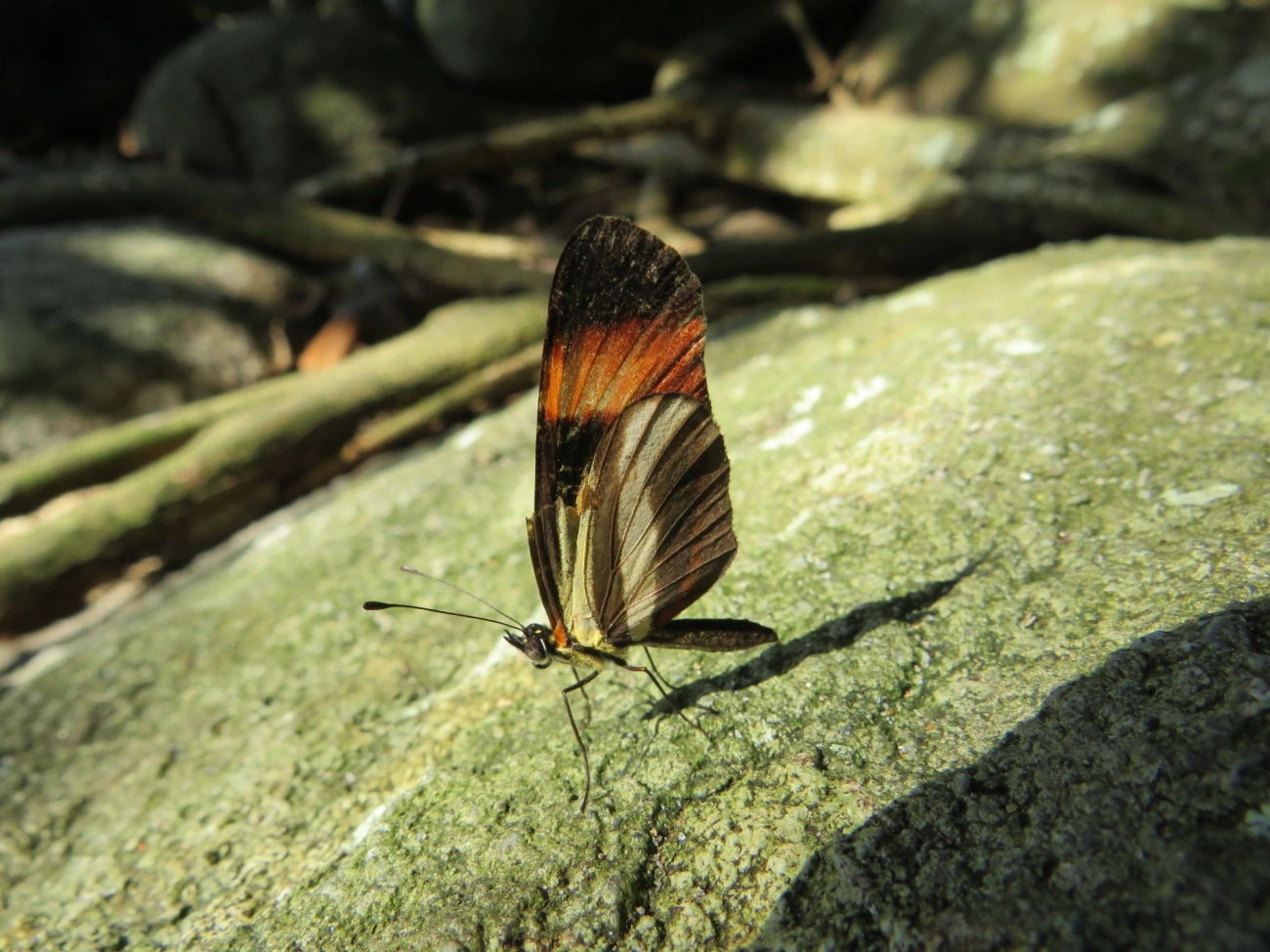 Falsa-erato (Eresia lansdorfi), insetos, fotografado em Maresias, São Sebastião