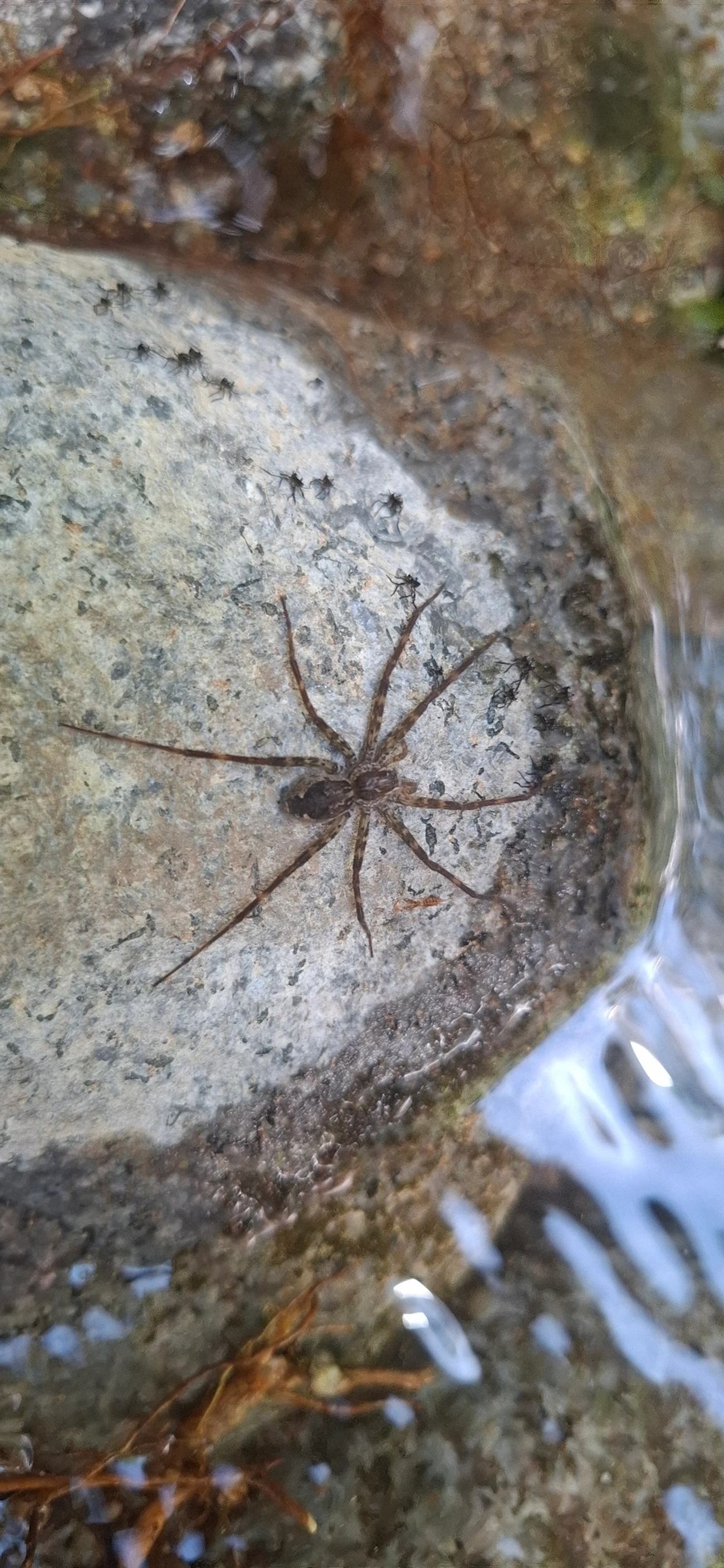 Trechaleoides, aracnídeos, fotografado em Queluz