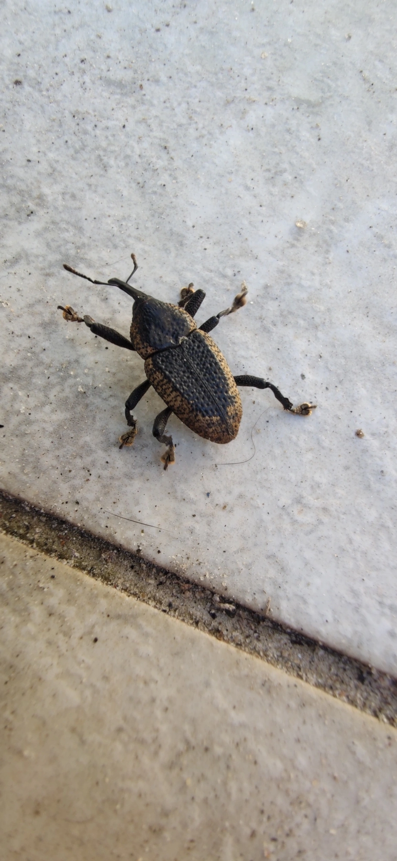 Besouro (Homalinotus deplanatus), insetos, fotografado em Maresias, São Sebastião
