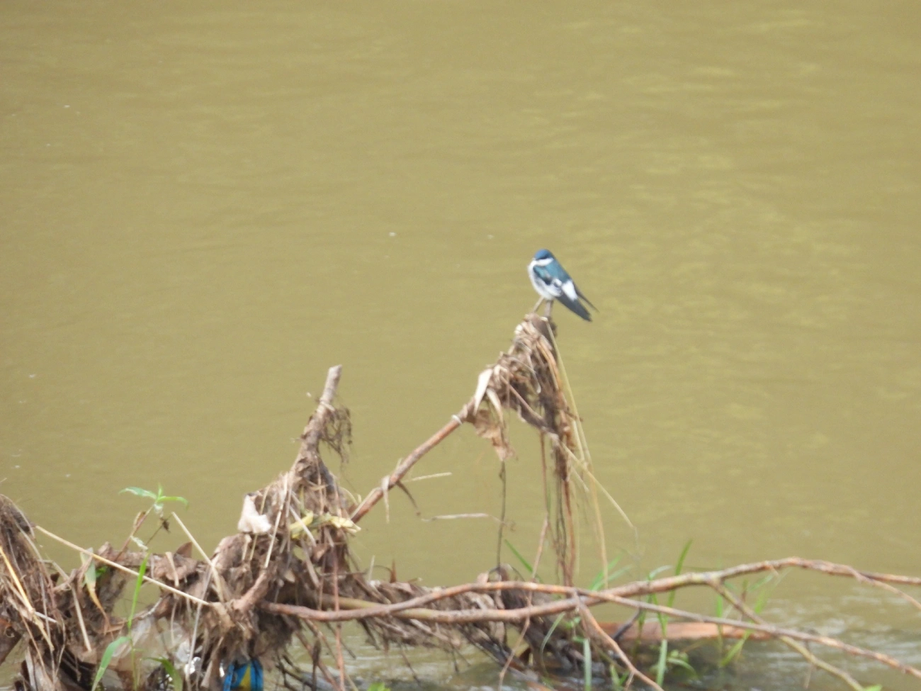 Andorinha-do-rio (Tachycineta albiventer), aves, fotografado em Guararema