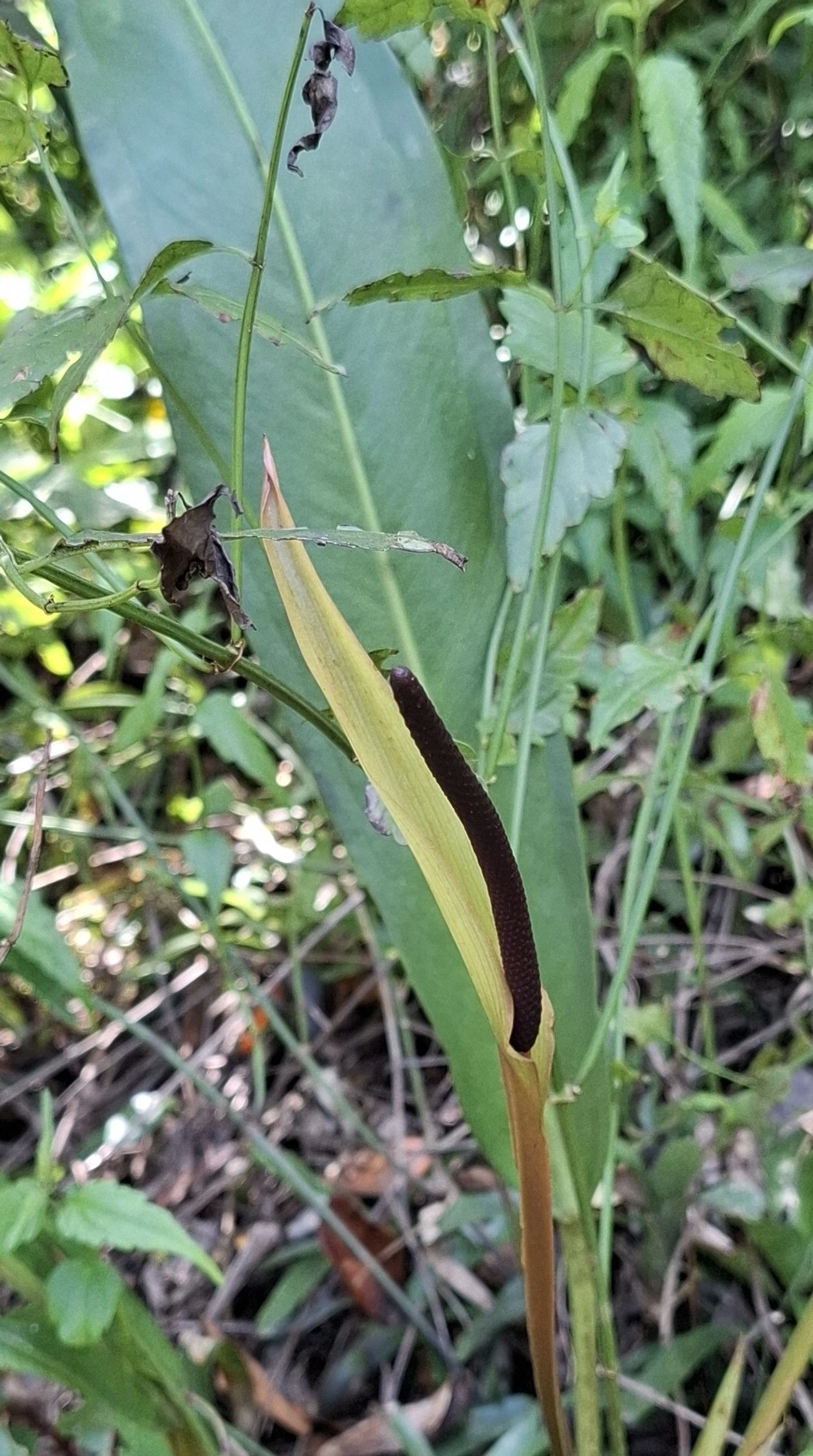 Antúrios (Anthurium), plantas, fotografado em Cambaquara, Ilhabela