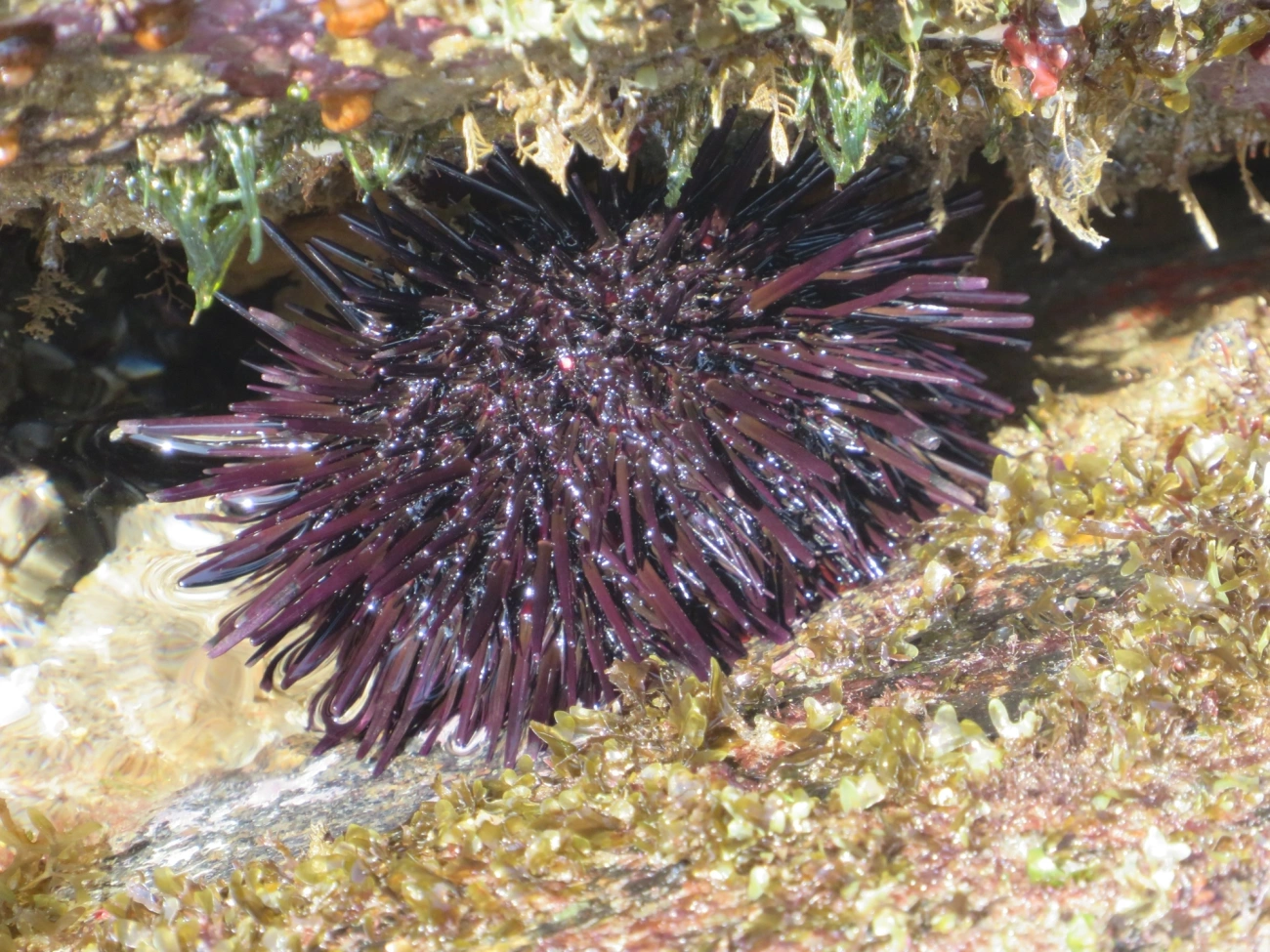 Pinaúna (Echinometra lucunter), equinodermos, fotografado em Maresias, São Sebastião