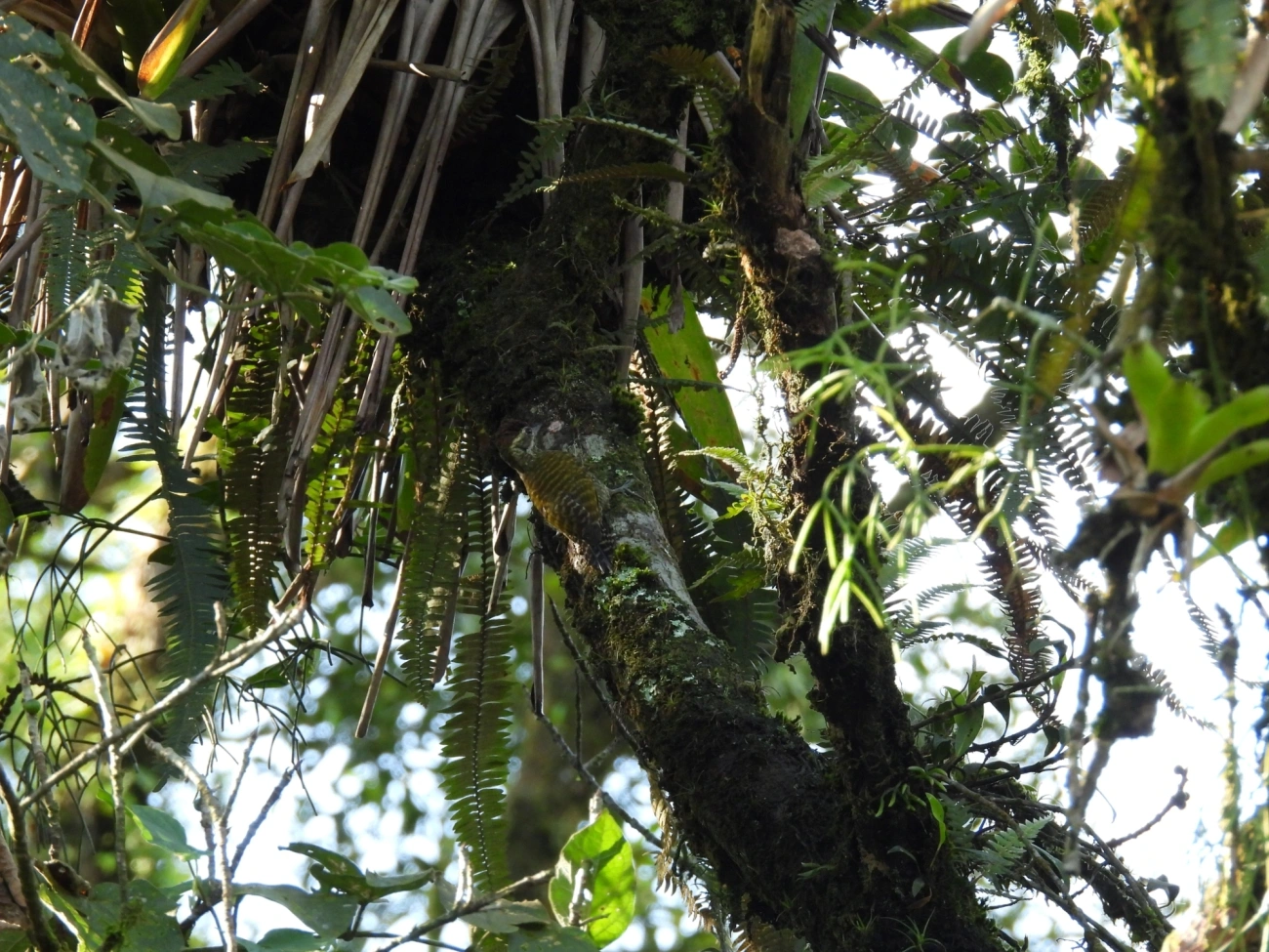 Picapauzinho-verde-carijó (Veniliornis spilogaster), aves, fotografado em Paranapiacaba