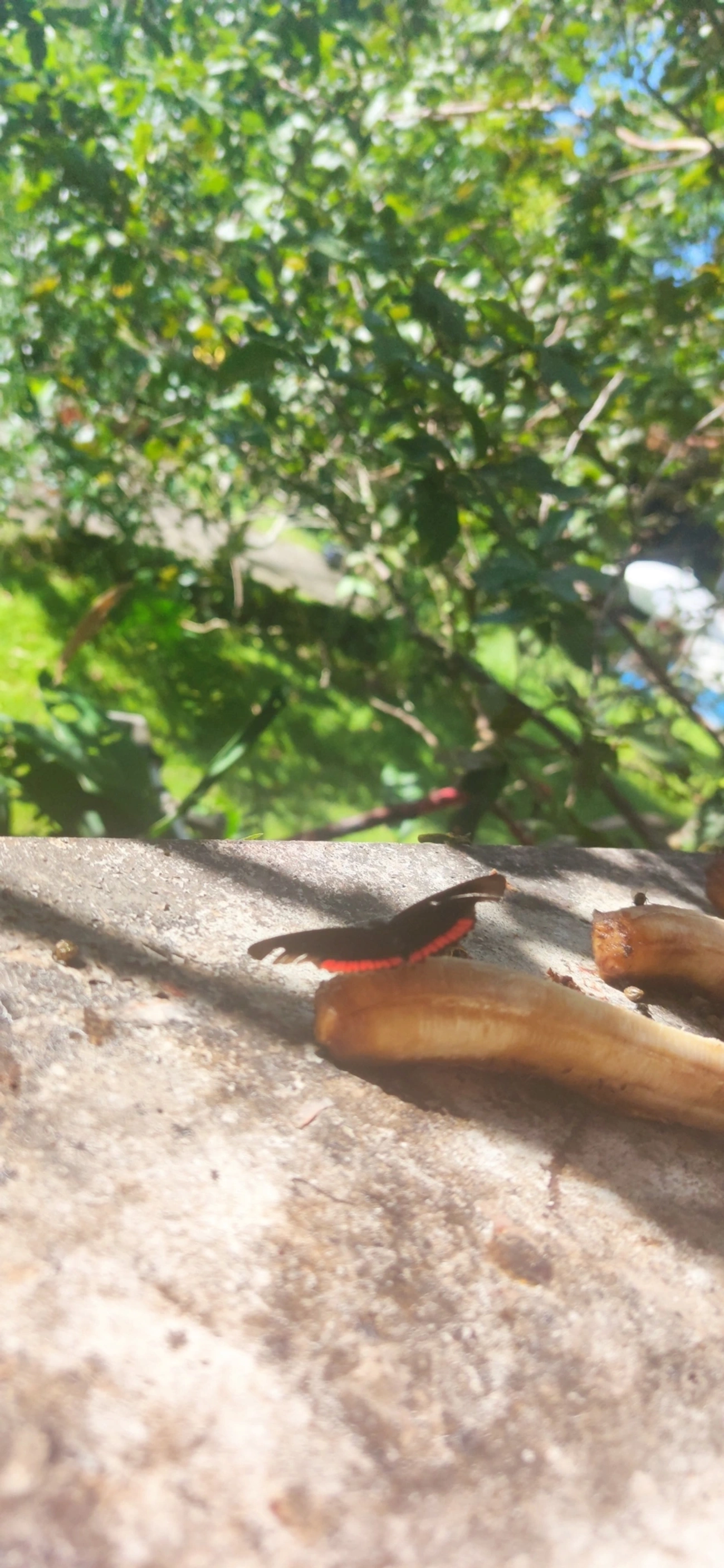 Borboleta-aro-vermelho (Biblis hyperia), insetos, fotografado em Maresias, São Sebastião