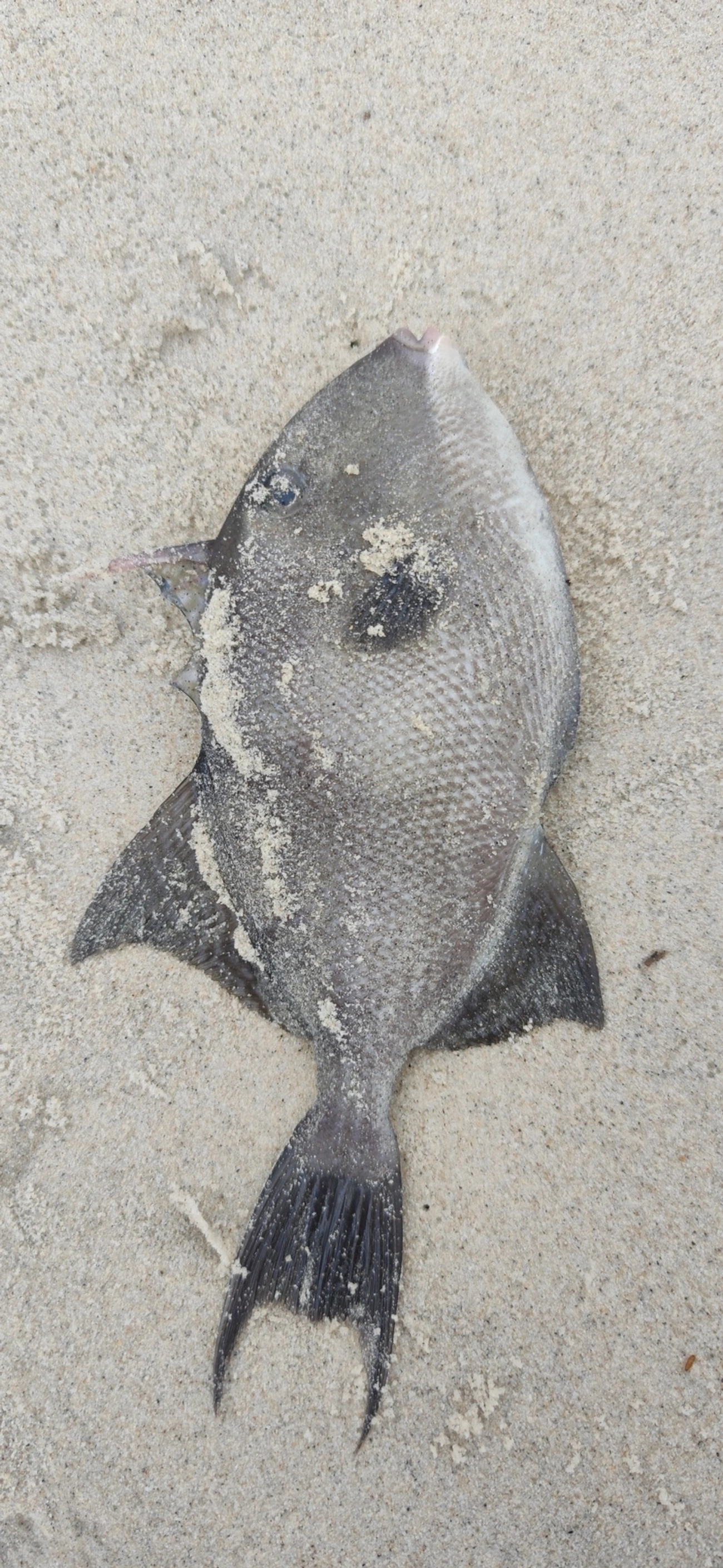 Cangulo (Balistes capriscus), peixes, fotografado em Maresias, São Sebastião