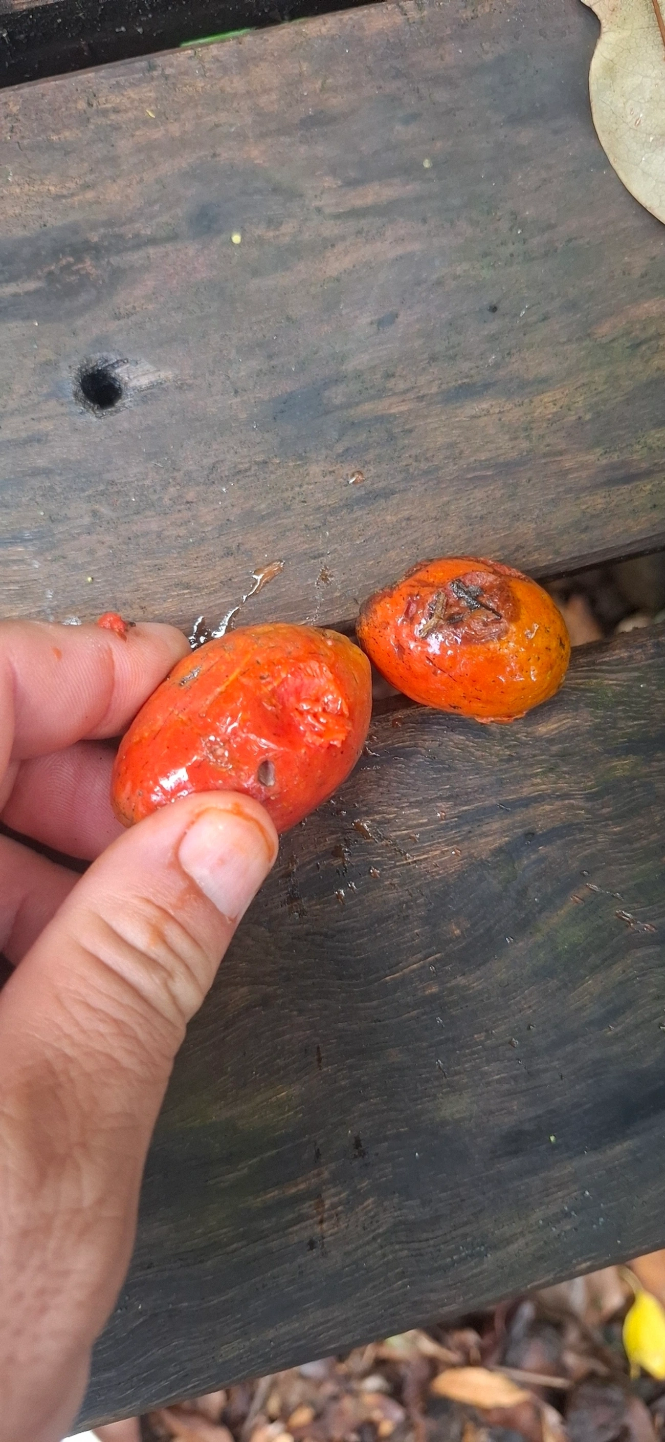 Cajá (Spondias mombin), plantas, fotografado em Maresias, São Sebastião