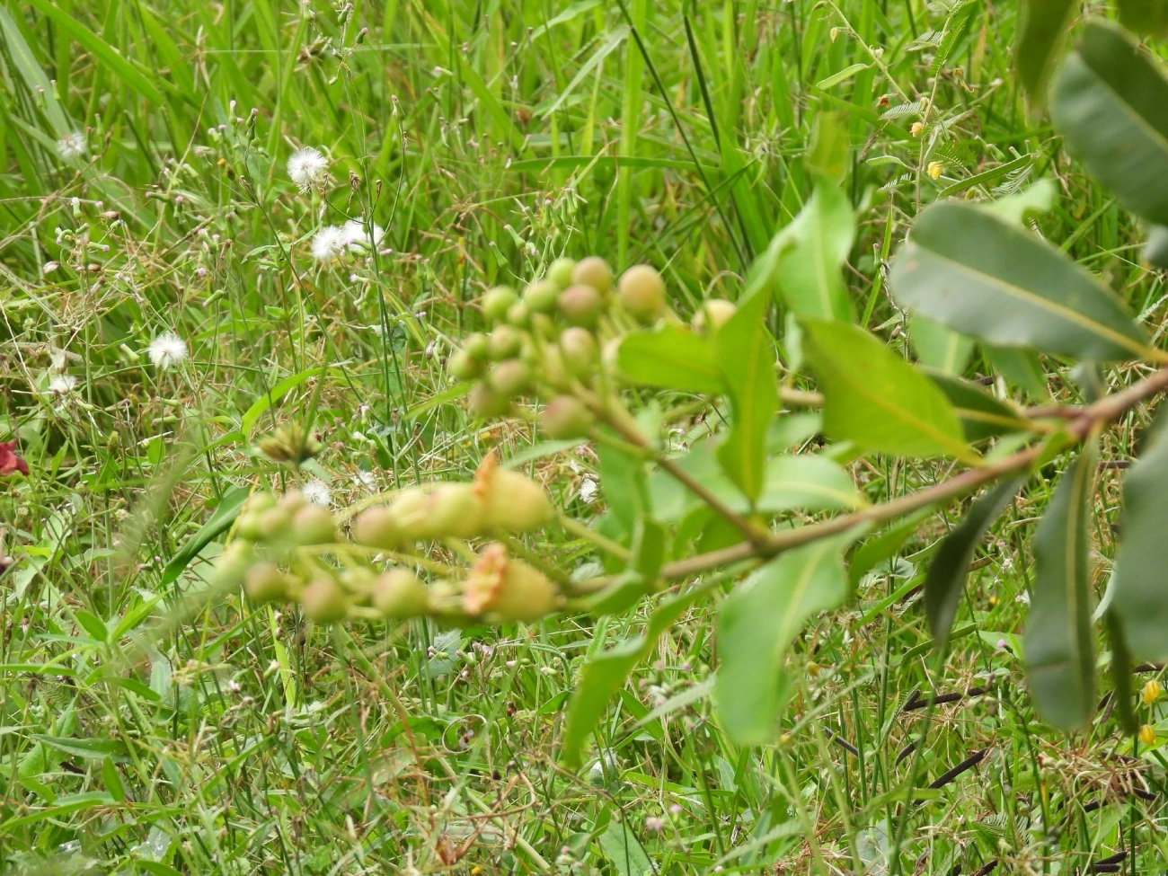 Pacari (Lafoensia pacari), plantas, fotografado em Indaiá, Caraguatatuba