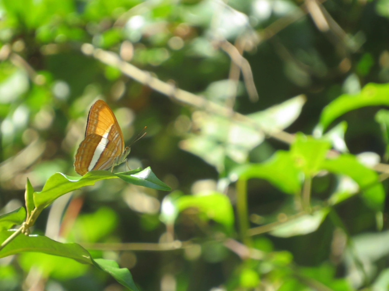 Irmã-de-faixa-lisa (Adelpha cytherea), insetos, fotografado em Barra do Una, São Sebastião