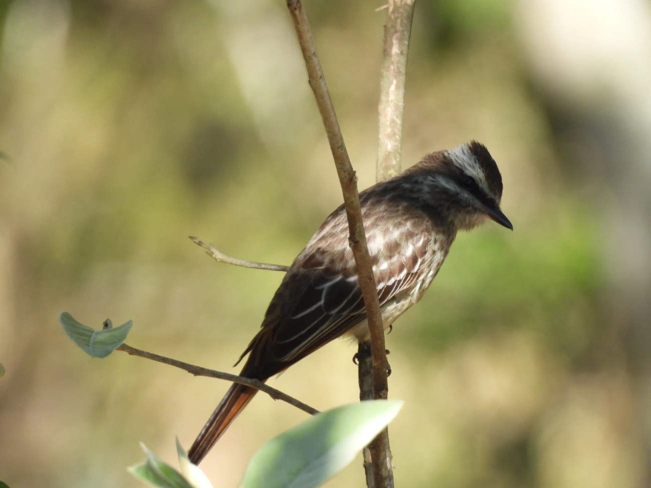 Peitica (Empidonomus varius), aves, fotografado em São Luíz do Paraitinga
