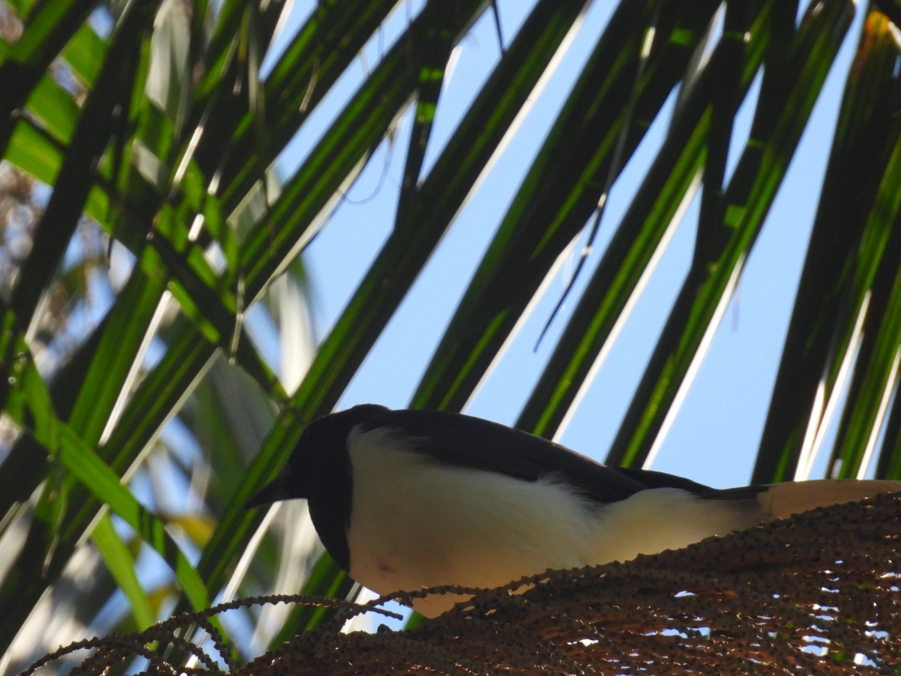 Gralha-do-campo (Cyanocorax cristatellus), aves, fotografado em Serrinha do Alambari