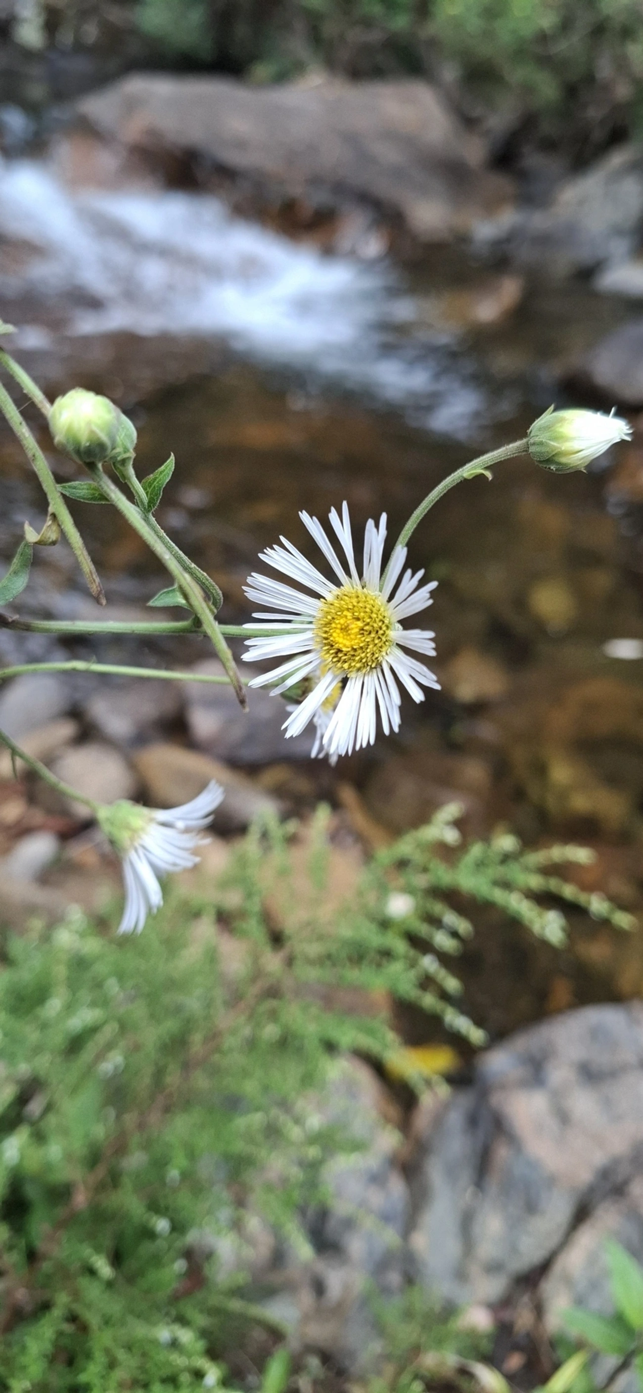 Margaridão-do-banhado (Leptostelma maximum), plantas, fotografado em Itamonte